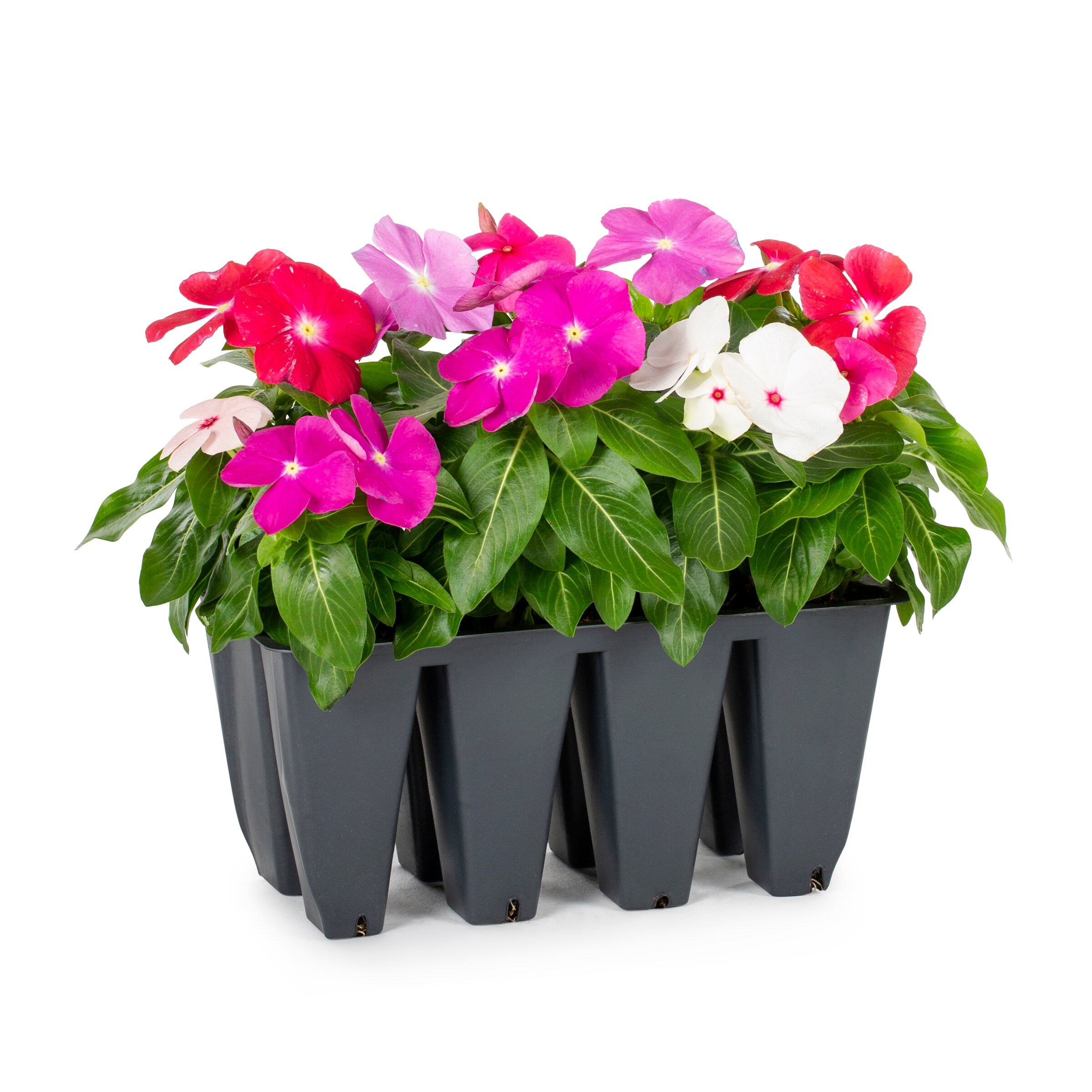 Lowe's Multicolor Vinca in 8-Pack Tray at Lowes.com