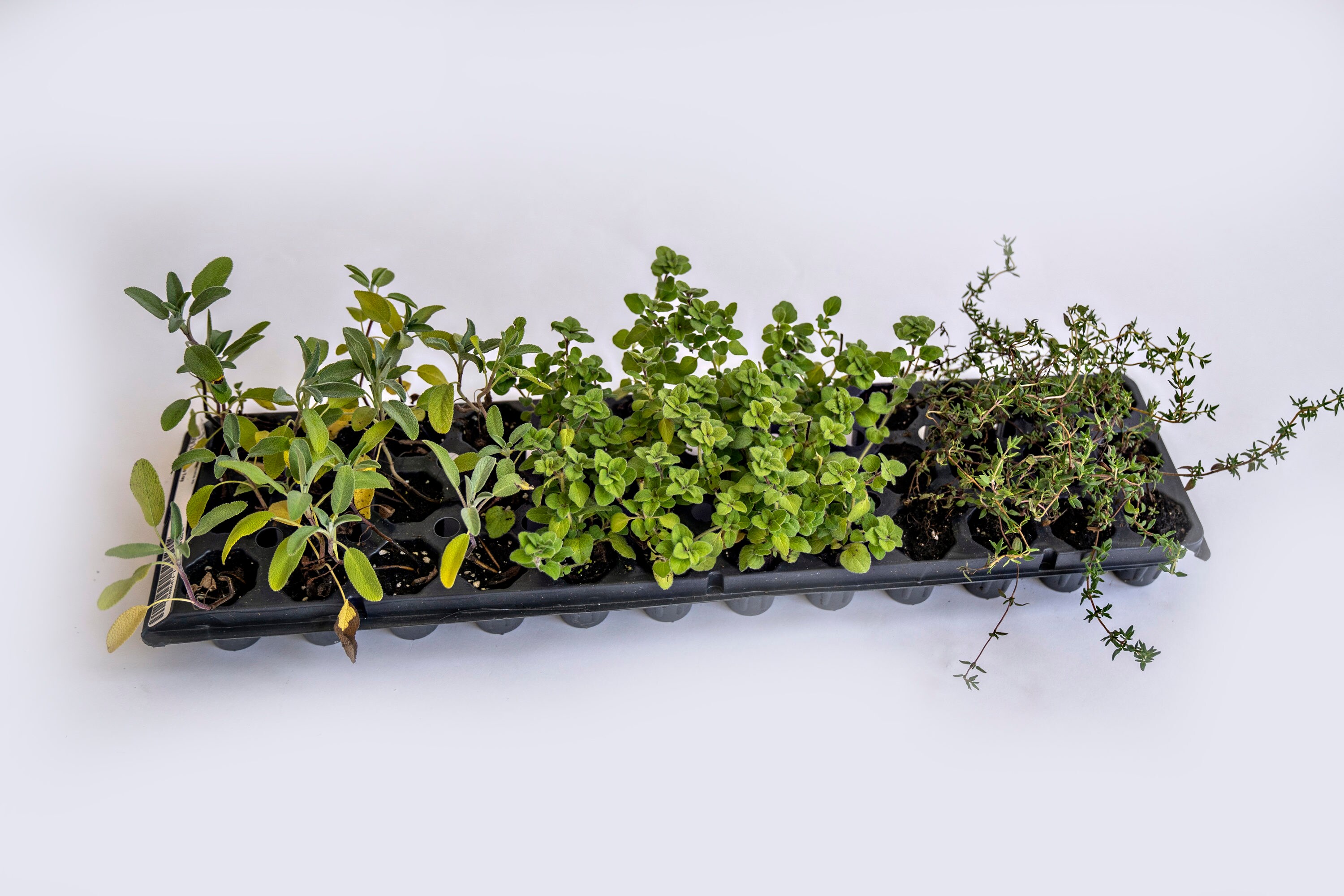 Varden VG-FST36-KCM Herb-Plants - View #3
