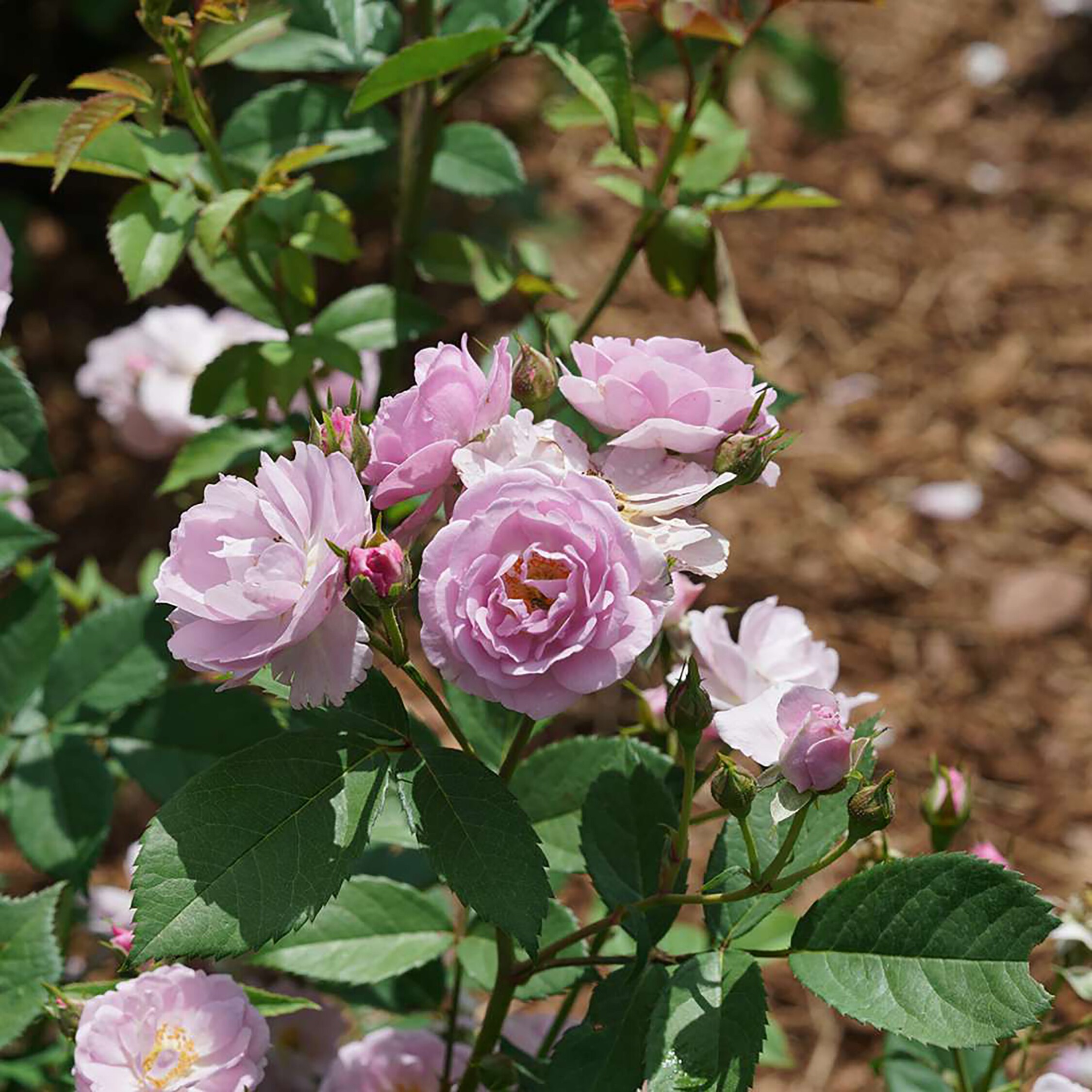 Proven Winners ROSPRC2306101 shrubs - View #6