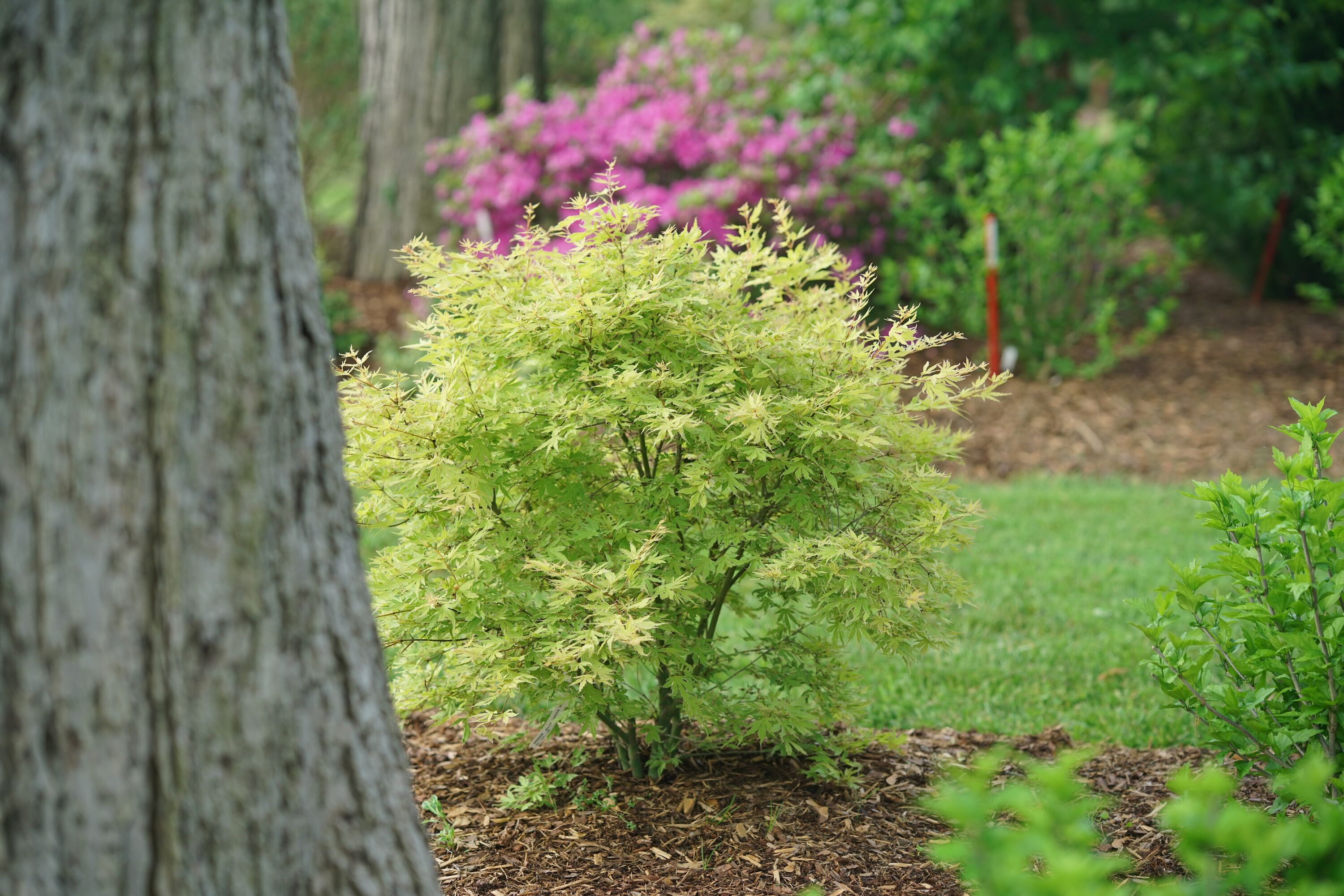 Proven Winners ACEPRC0016101 Metamorphosa (Japanese Maple) Foundation/Hedge Shrub in 1 -Gallon Pot 1.0 -Pack