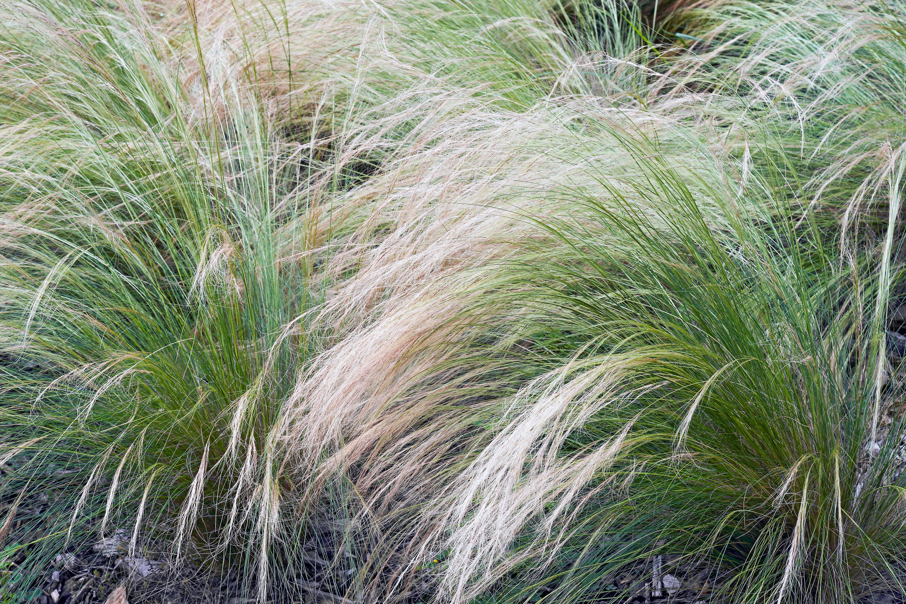 Altman Plants 0881292 Ornamental-Grasses - View #4