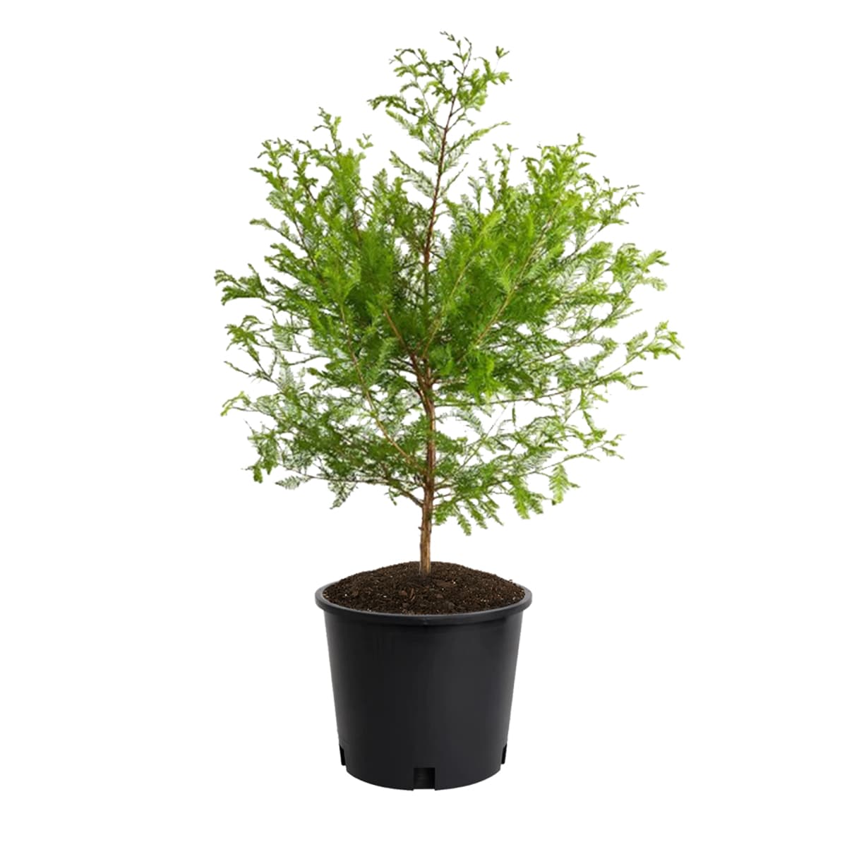 Lowe's Bald Cypress Plants, Bulbs & Seeds at Lowes.com