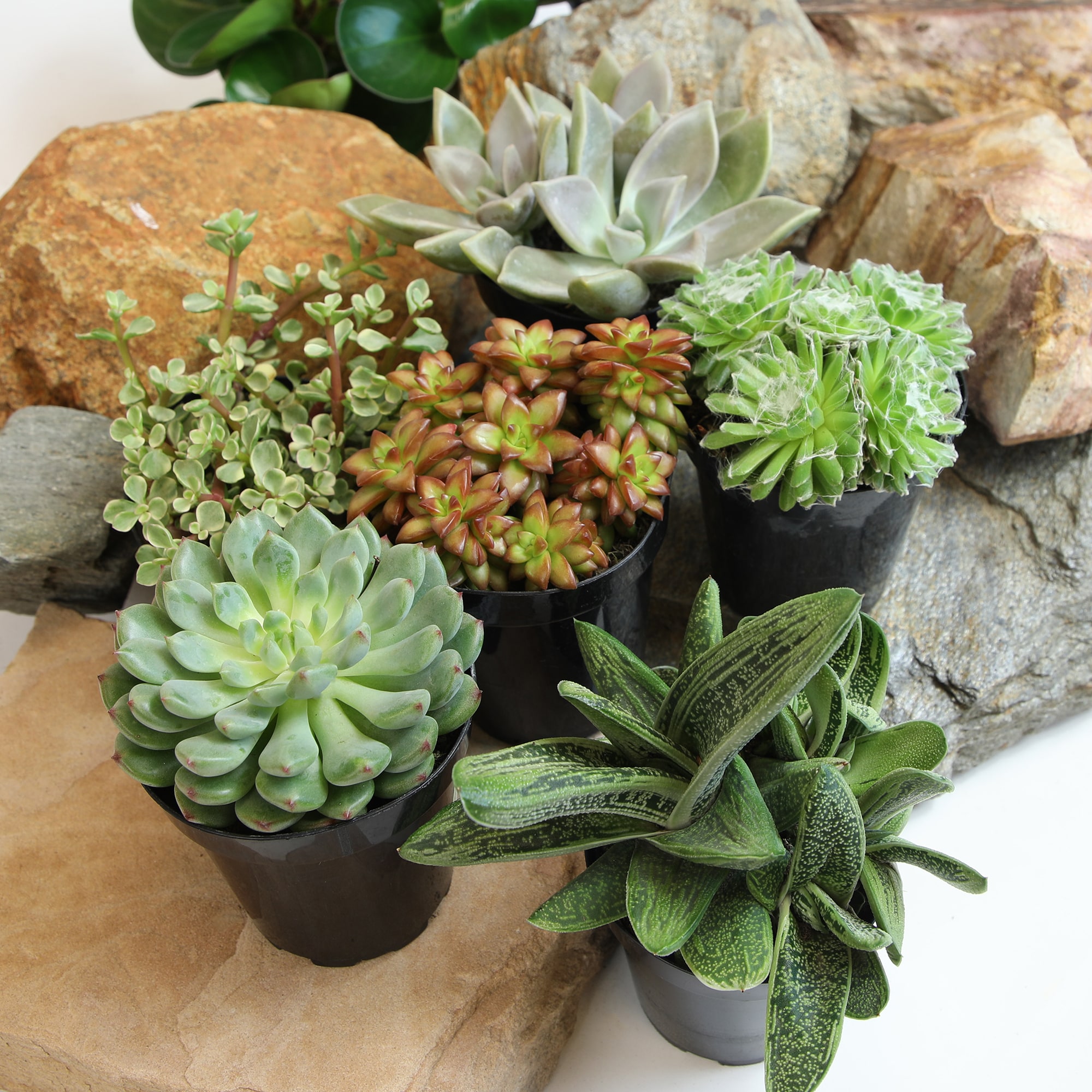 Altman Plants 0873253 Cacti-Succulents - View #2