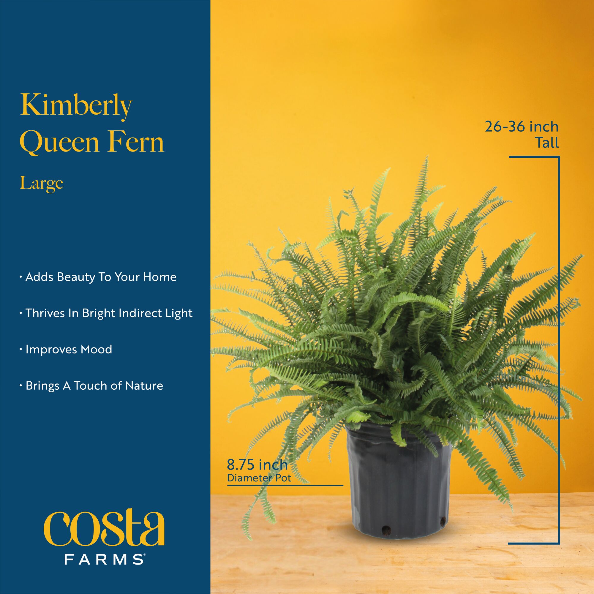 Costa Farms CO.KQ10.1.GP.BLK hseplants - View #6