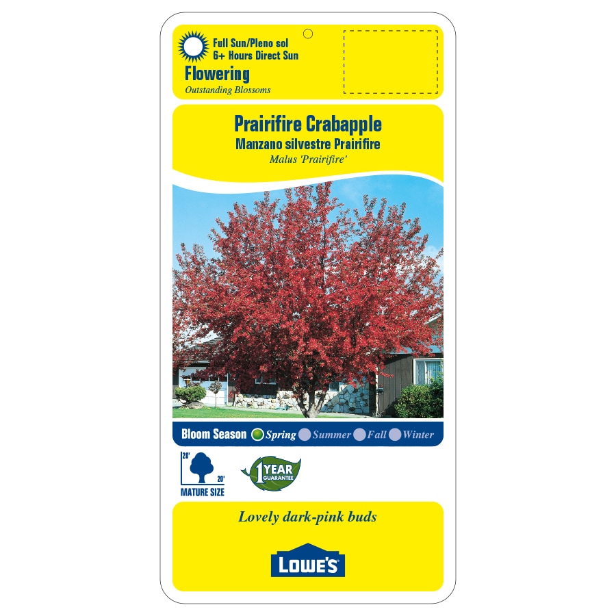 Lowe's 3.74-Gallons Red Flowering Prairifire Crabapple In Pot (With ...