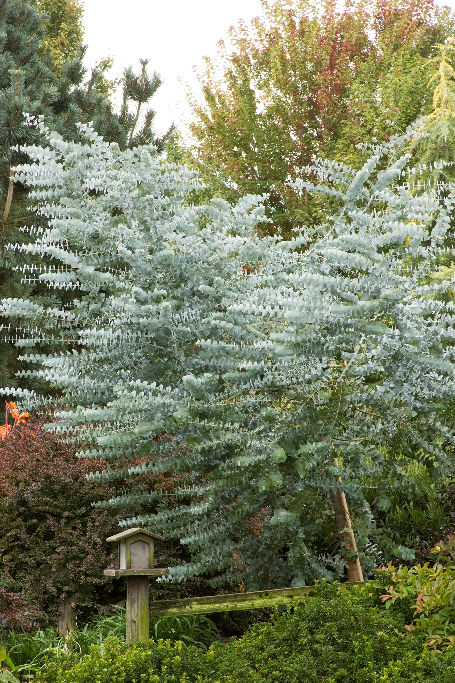 Monrovia 032561BH trees - View #4