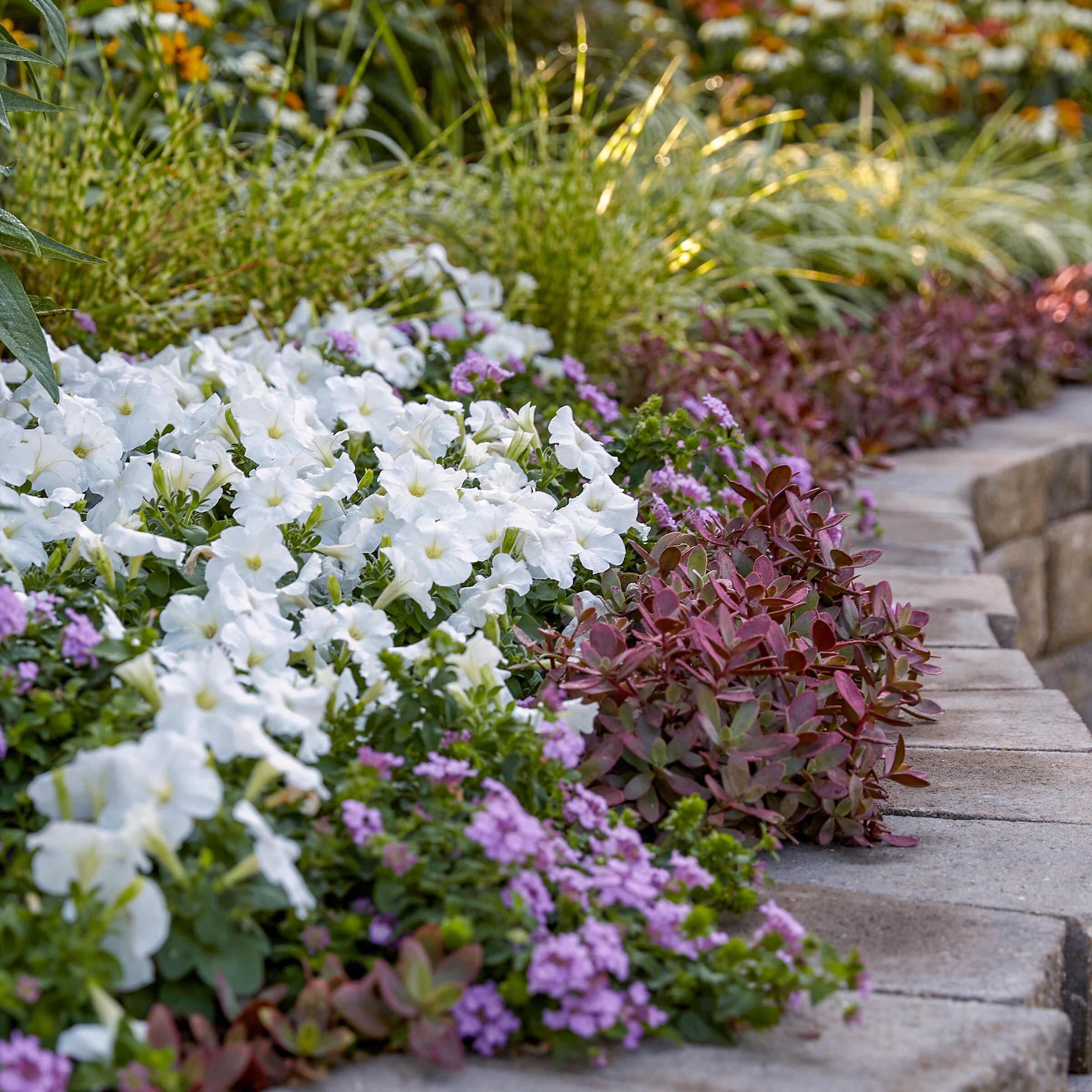 Lowe's NURSERY annuals - View #13