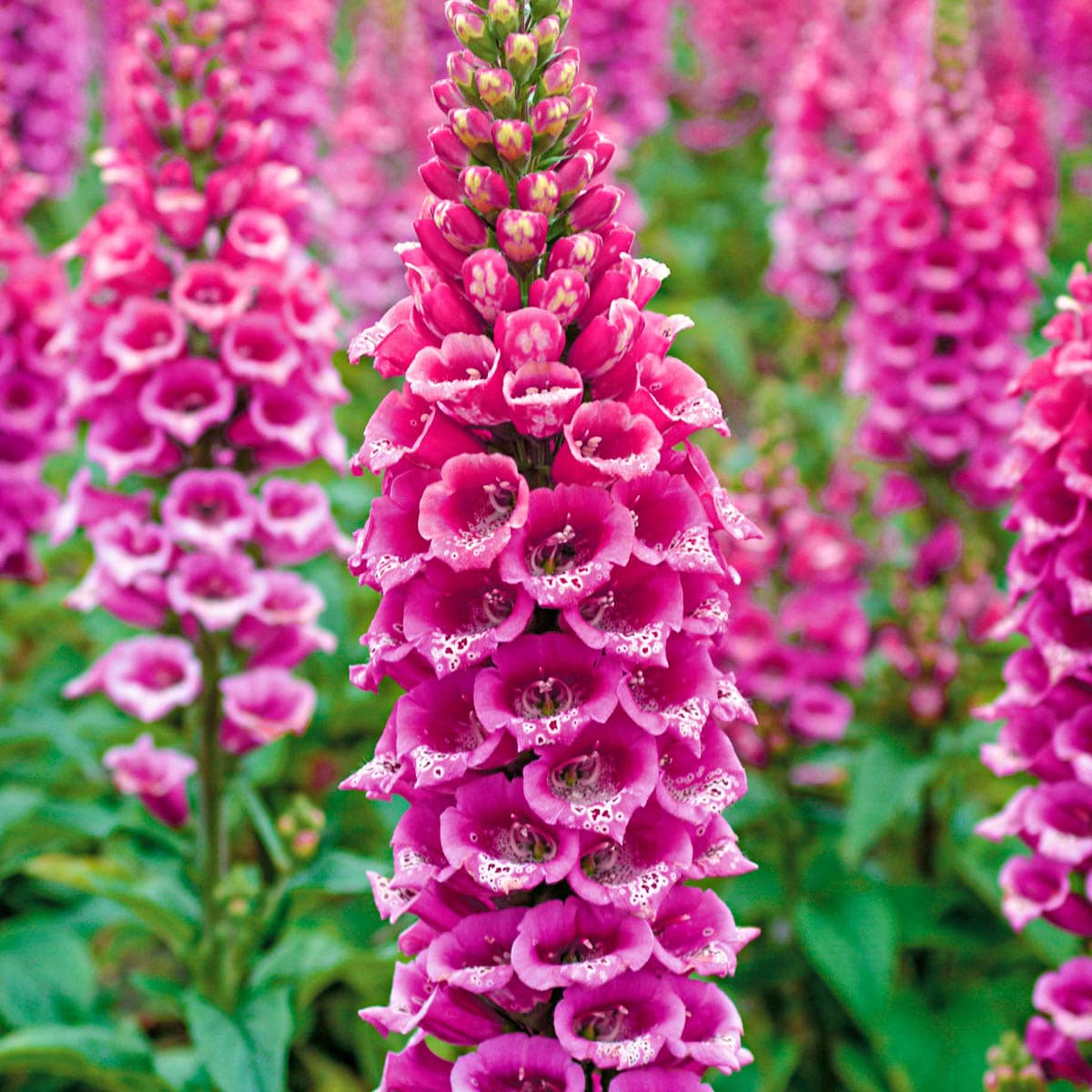Direct Gardening 98206 Pink Flowering Candy Mountain Foxglove Dormant Starter Plant in 1 -Pack Bareroot 1 -Pack