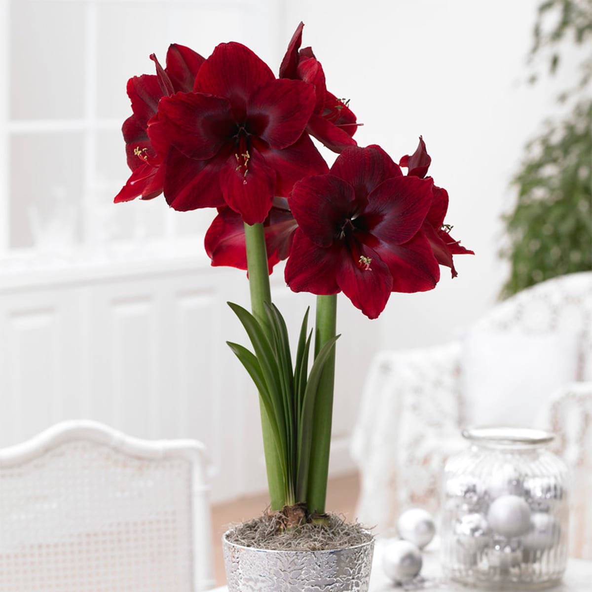 Van Zyverden Red Amaryllis Red Pearl Bulbs 1-Pack in the Plant Bulbs ...