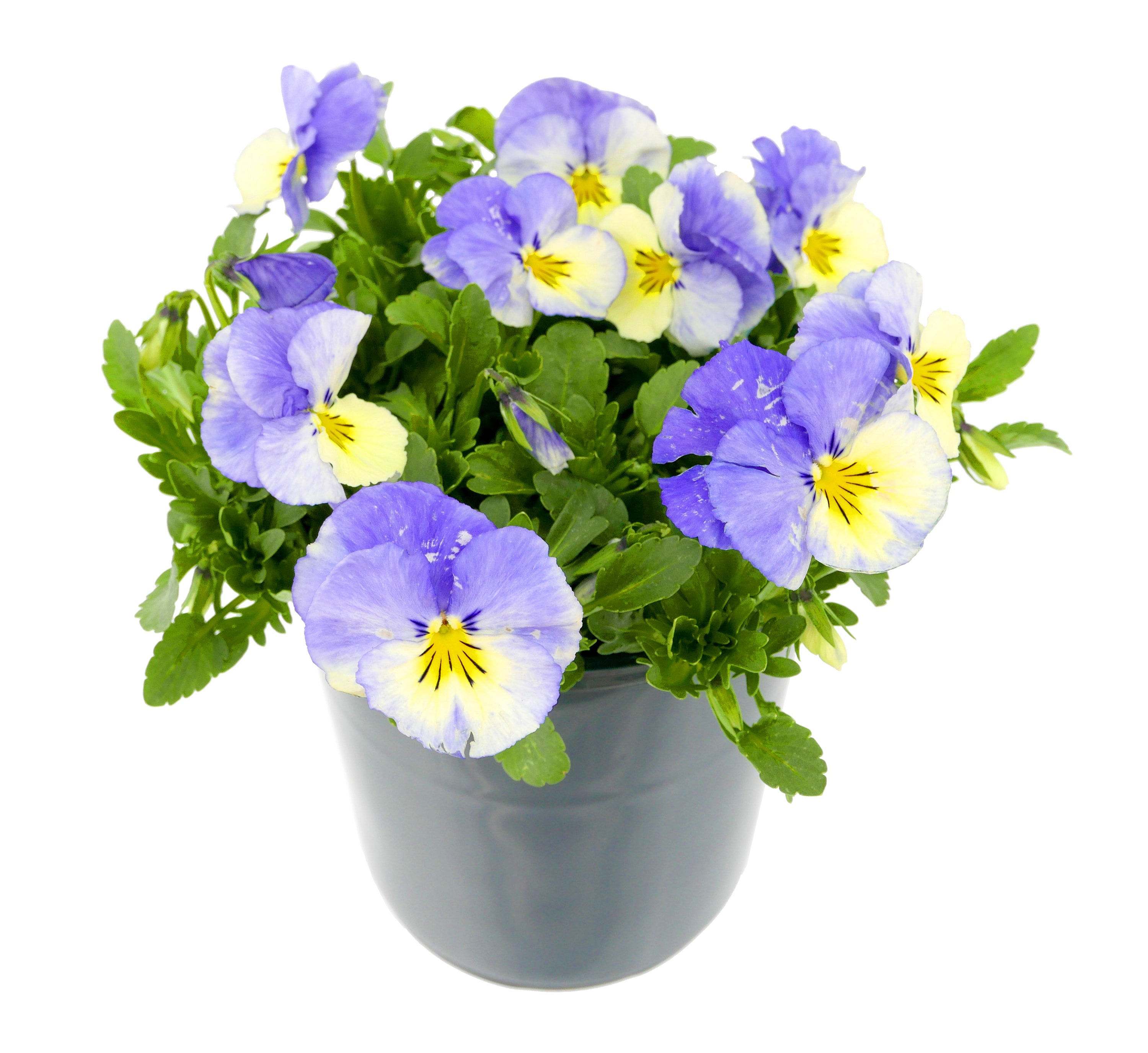  2773 perennials - View #7
