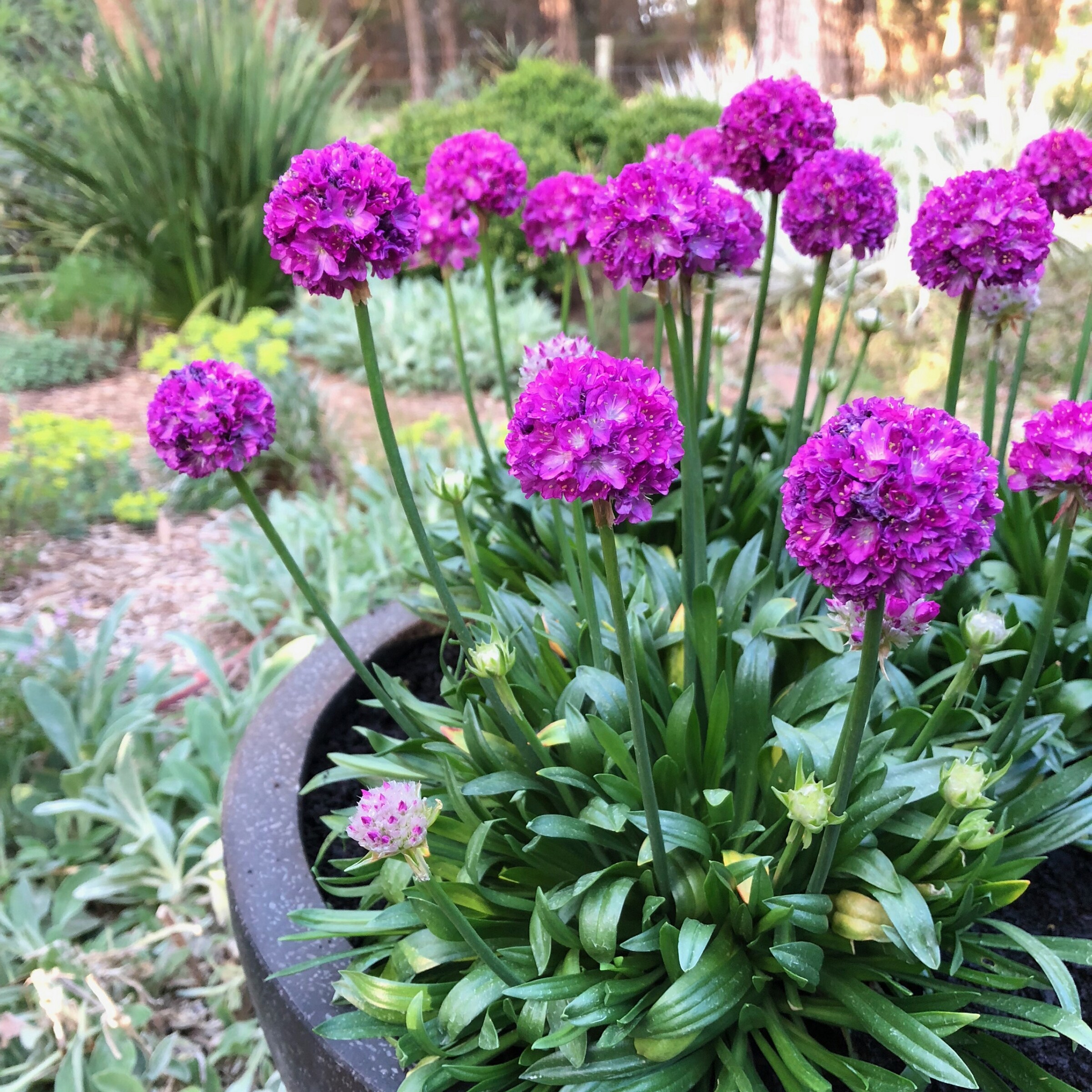 National Plant Network LW1704 perennials - View #2