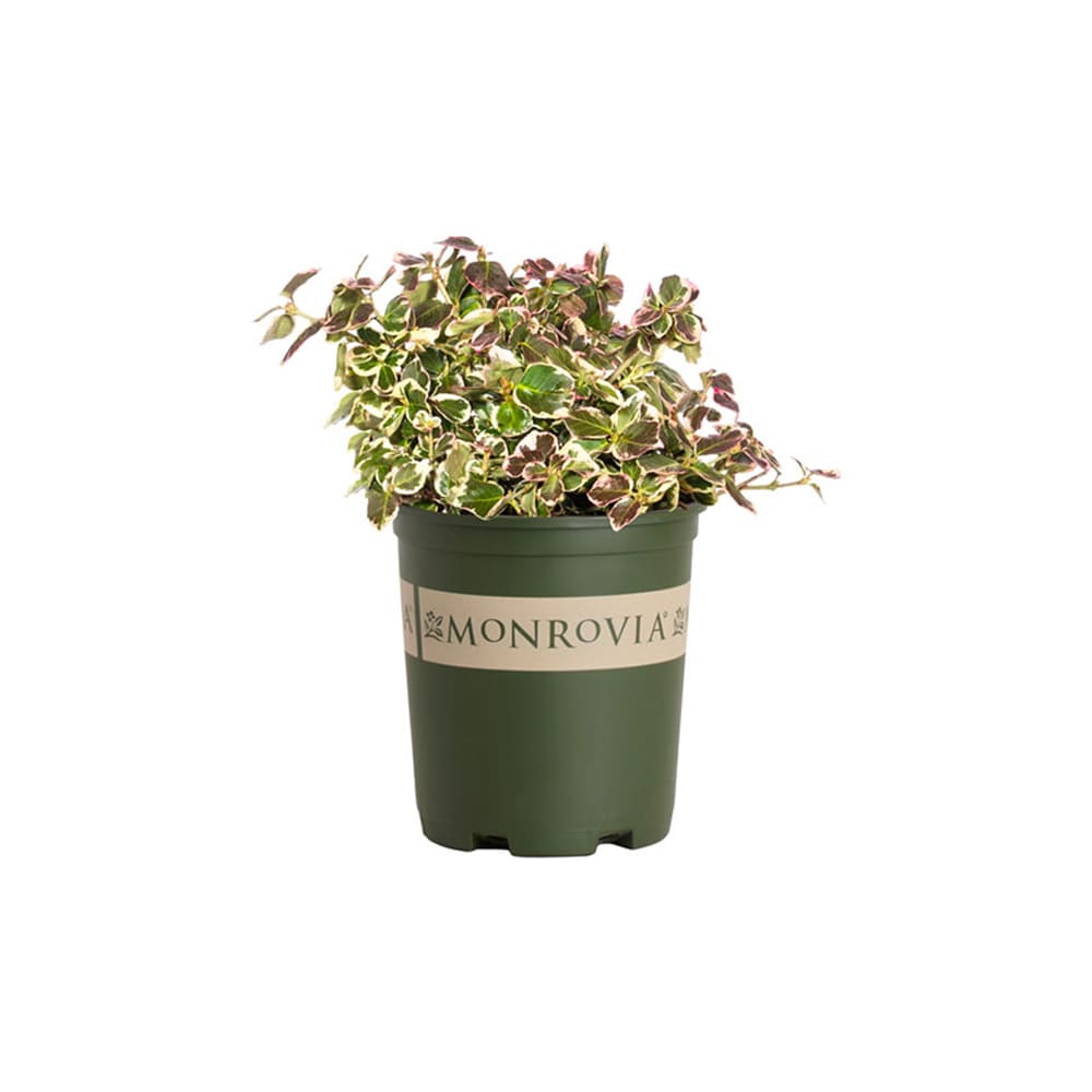 Monrovia 2.6 -Quart Euonymus Ivory Jade Foundation/Hedge Shrub with Green Blooms 1 -Pack