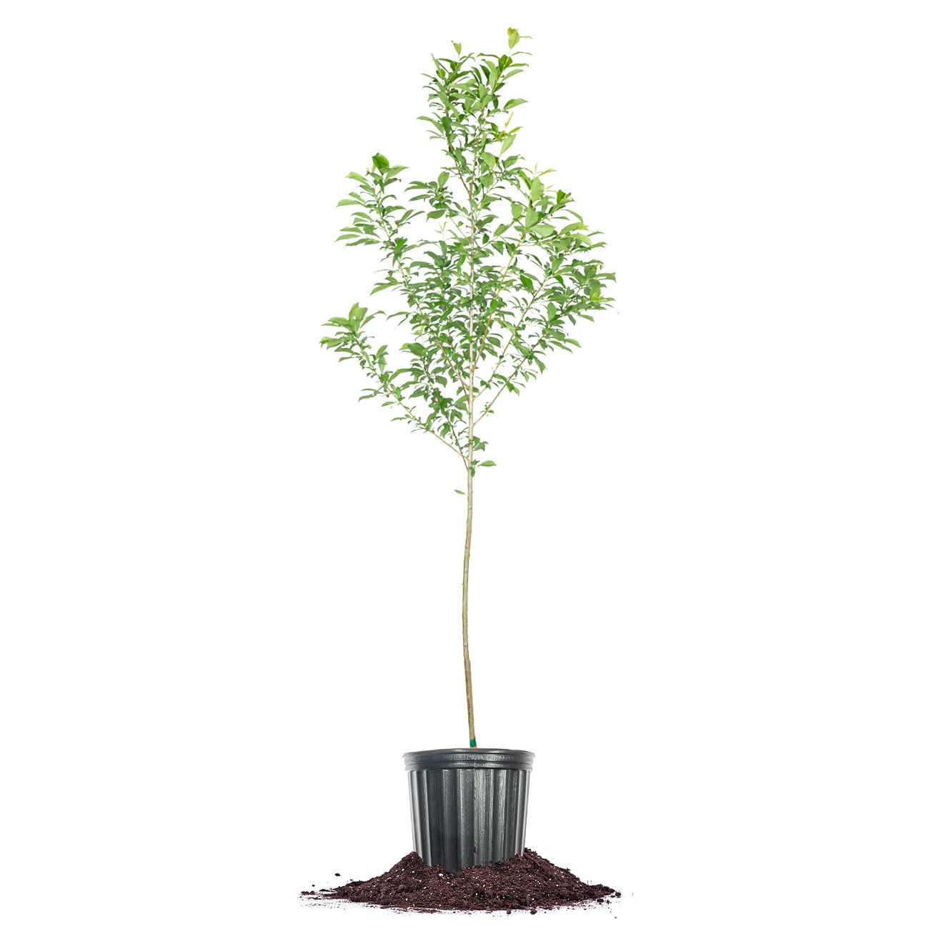 Perfect Plants LOSANTAROSAPLUM3G 3 -Gallon White Fruit Santa Rosa Plum In pot (with soil)