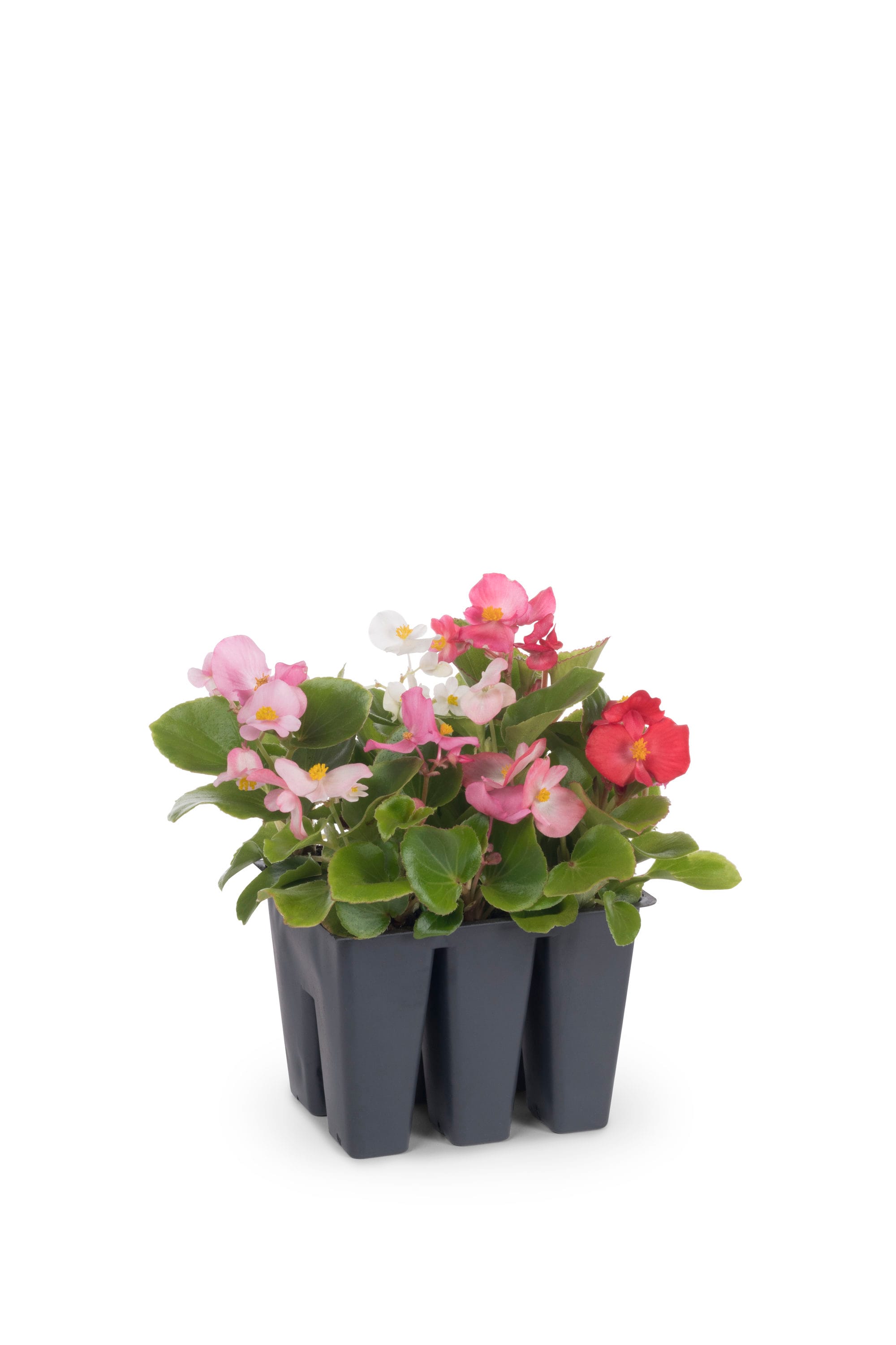 Lowe's Multicolor Begonia in 6-Pack Tray in the Annuals department at  