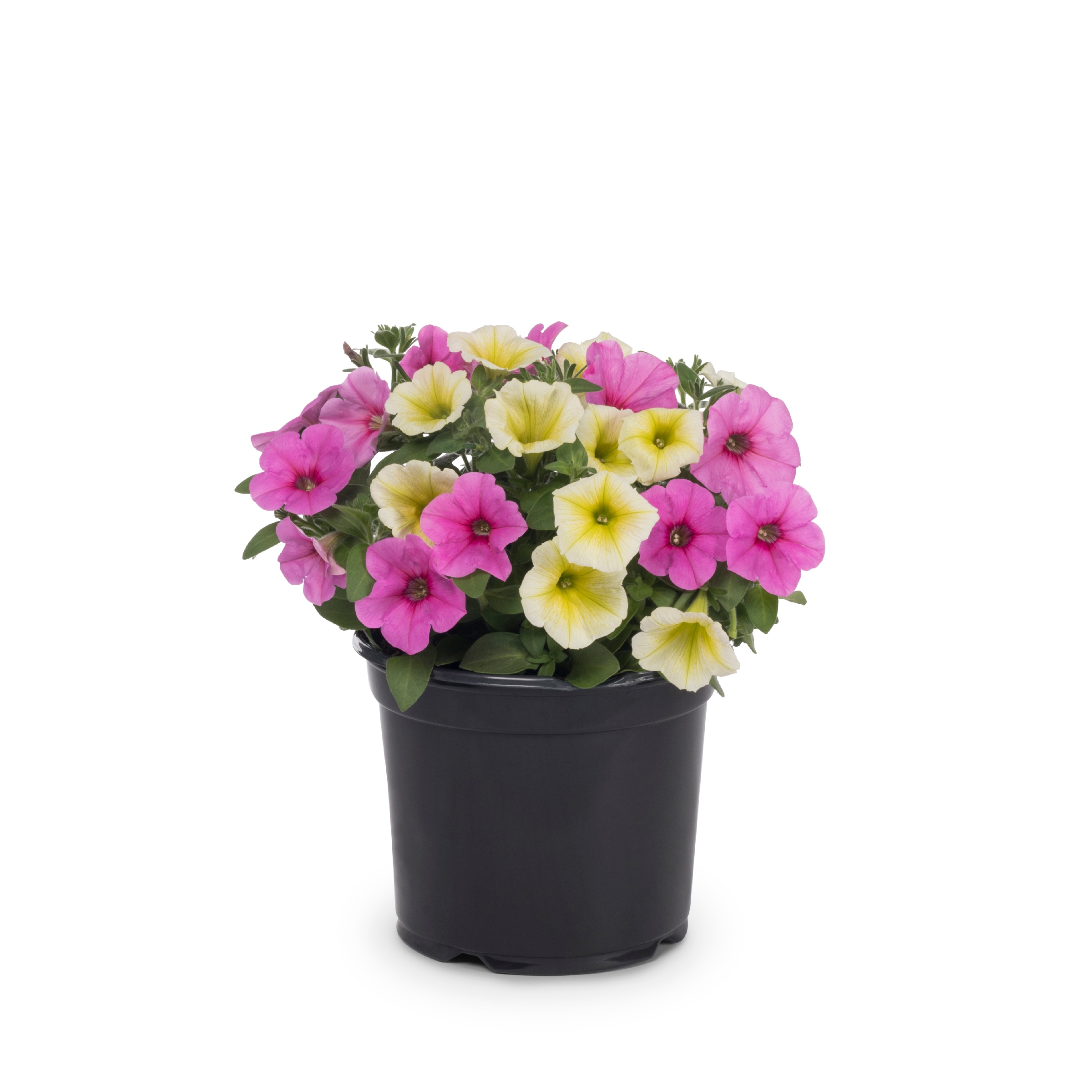 Ready Refill NURSERY Multicolor Mixed Annuals Combinations in 3-Quart Pot