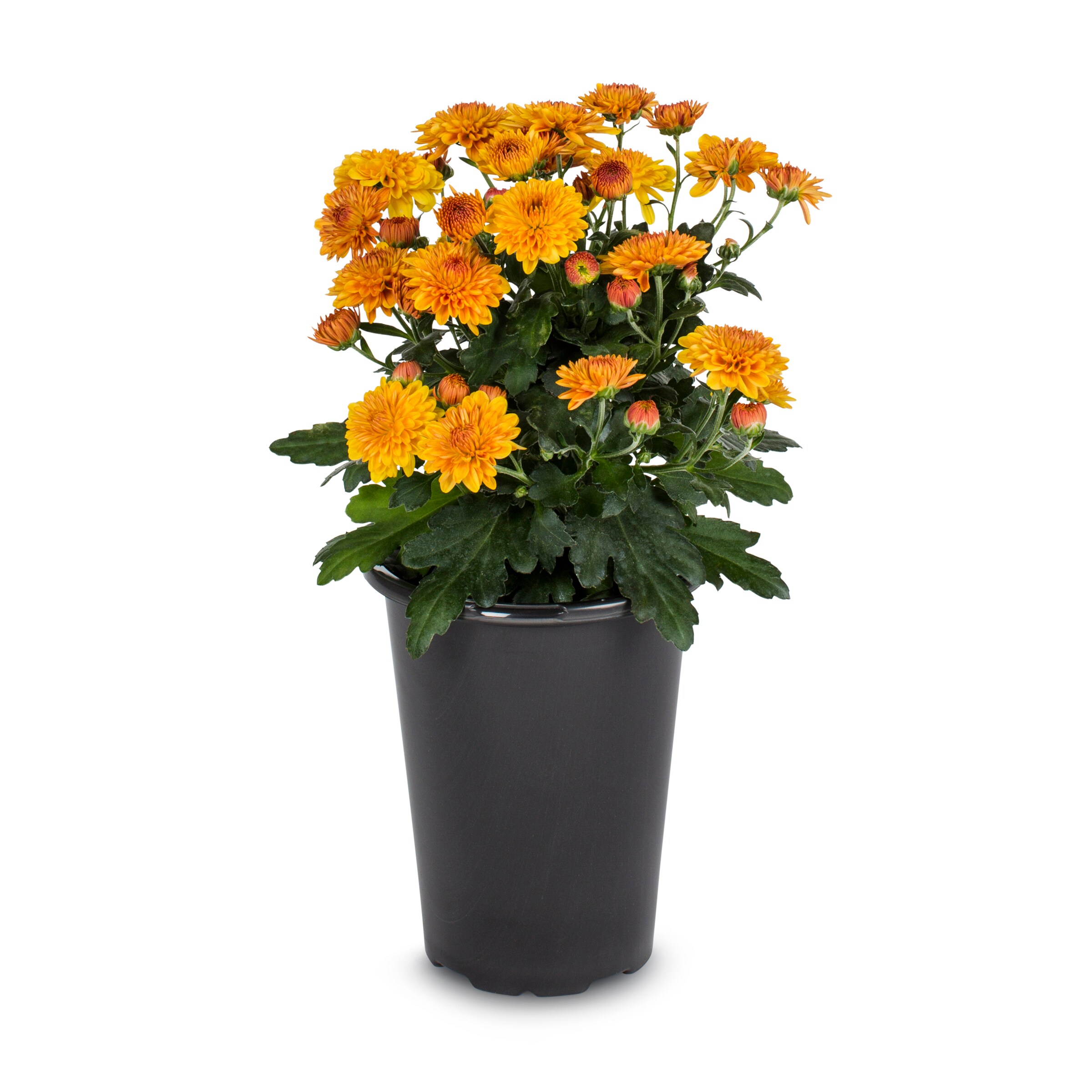 Lowe's N/A annuals - View #4