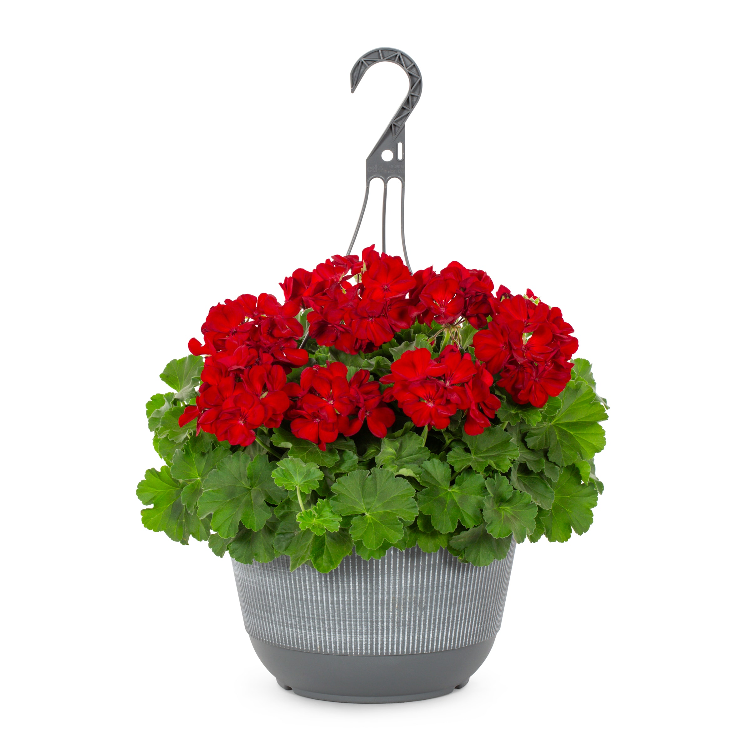 Metrolina Greenhouses 4858 Red Geranium in 2 Gallon(s) Hanging basket 1 -Pack