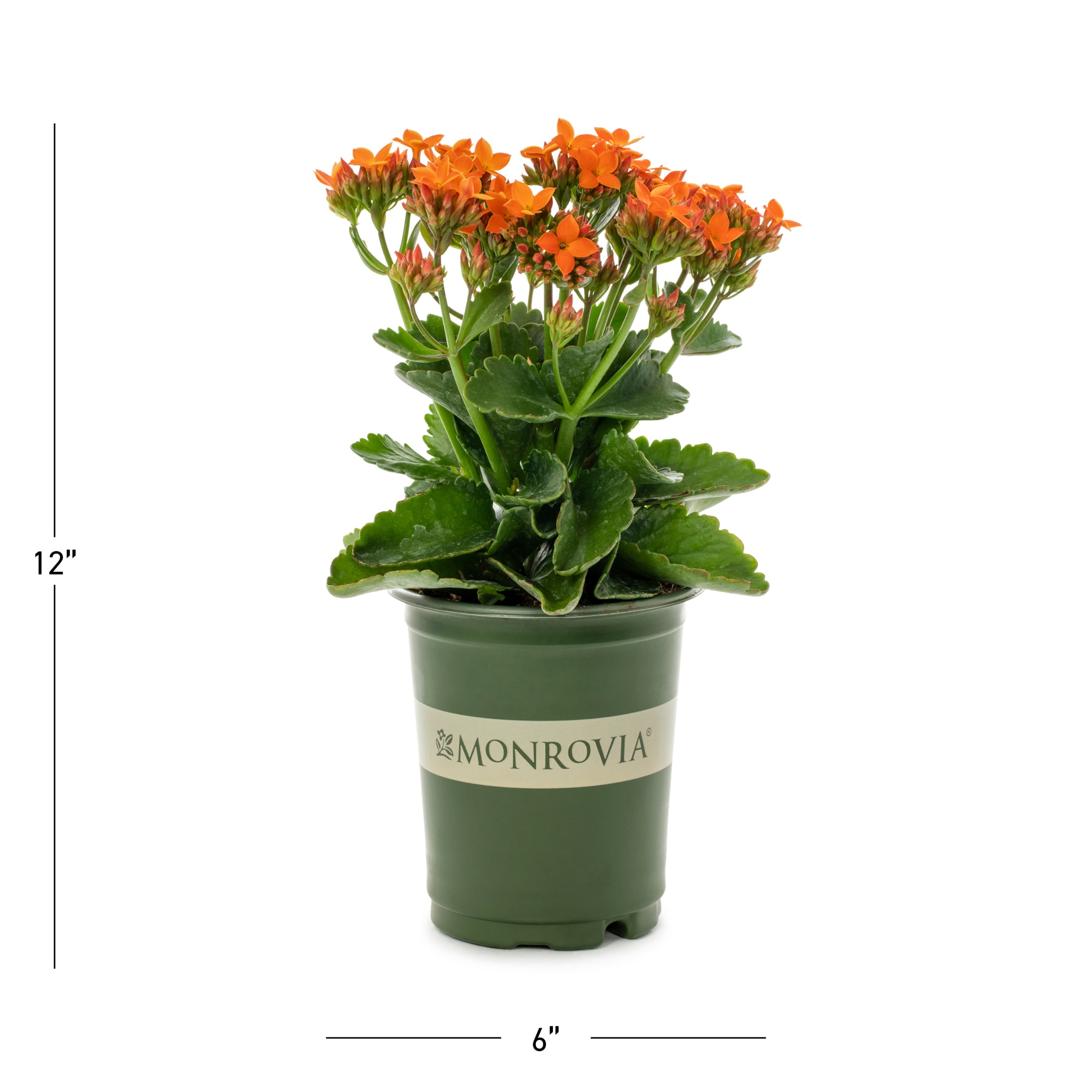 Monrovia Orange Kalanchoe in 1-Quart Pot 5-Pack in the Annuals ...