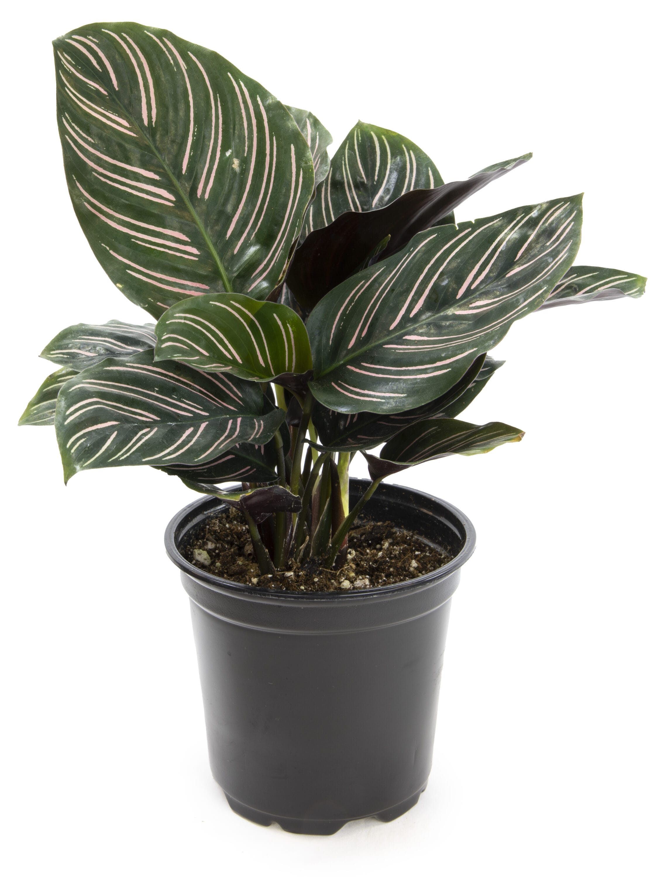 Black Plastic Indoor/Outdoor Calathea Plant in 15" Planter