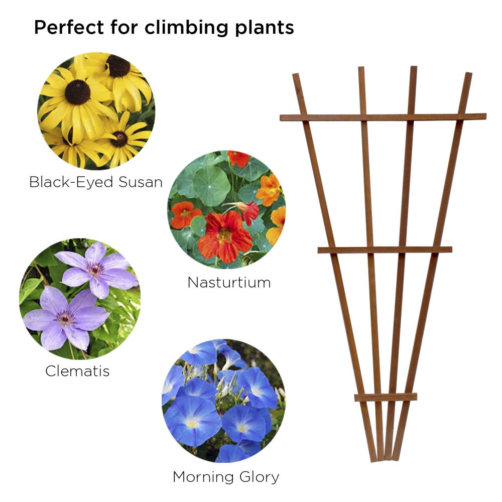 24-in W x 48-in H Brown/Exterior Grade Stain Fan Garden Trellis at ...