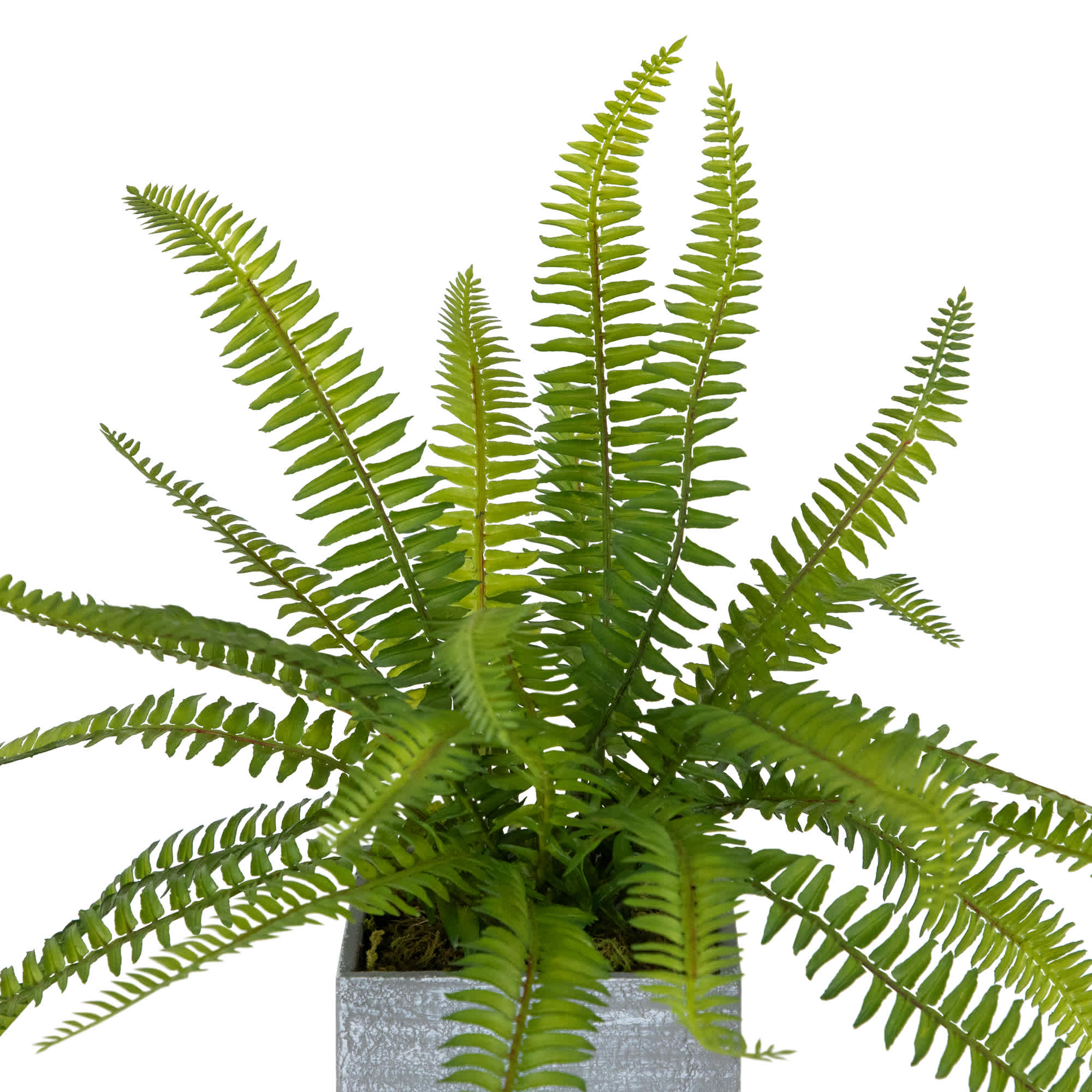 Northlight NORTHLIGHT-KJI-X3714 Artificial-Plants-Trees - View #4