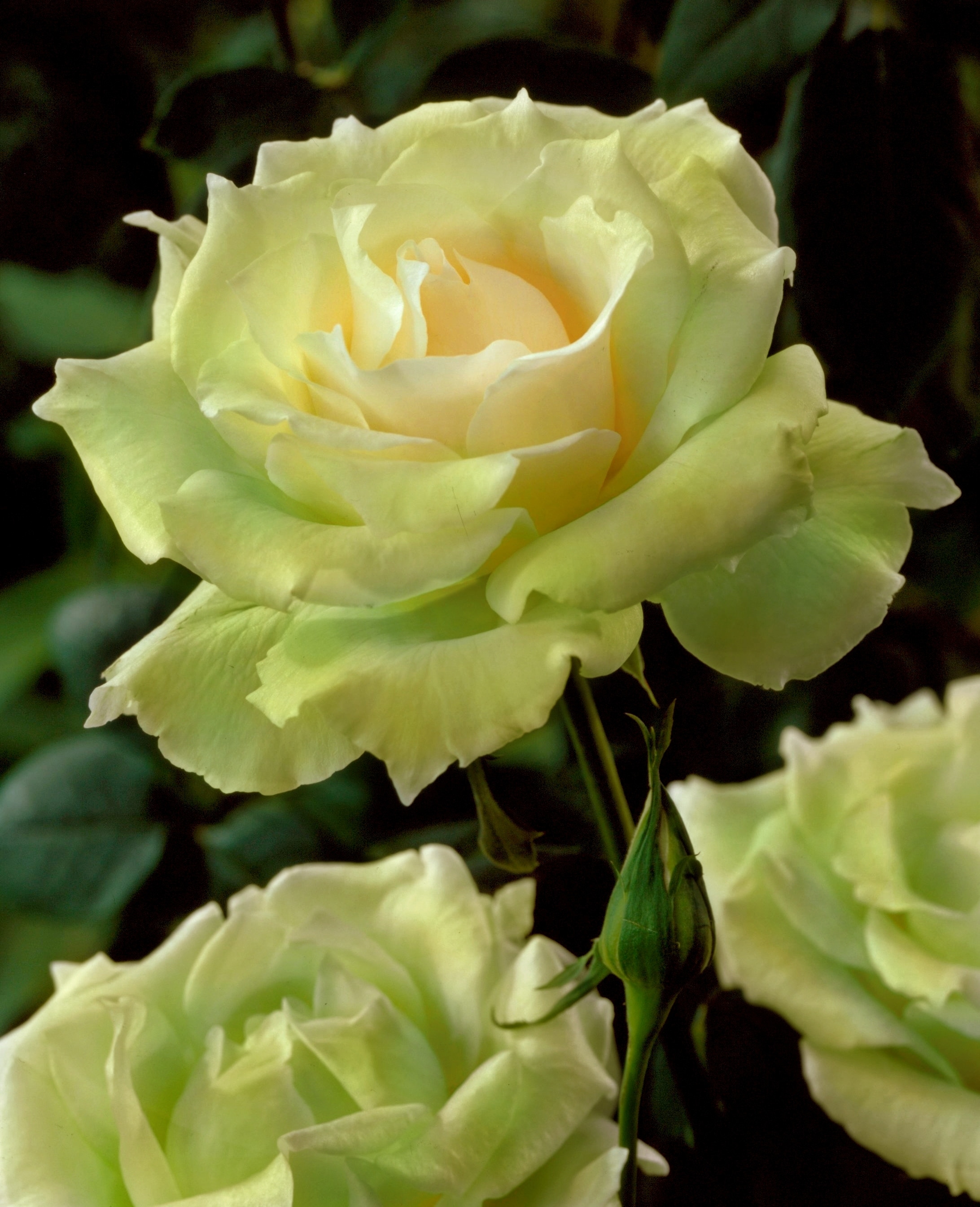National Plant Network LW1435 roses - View #3