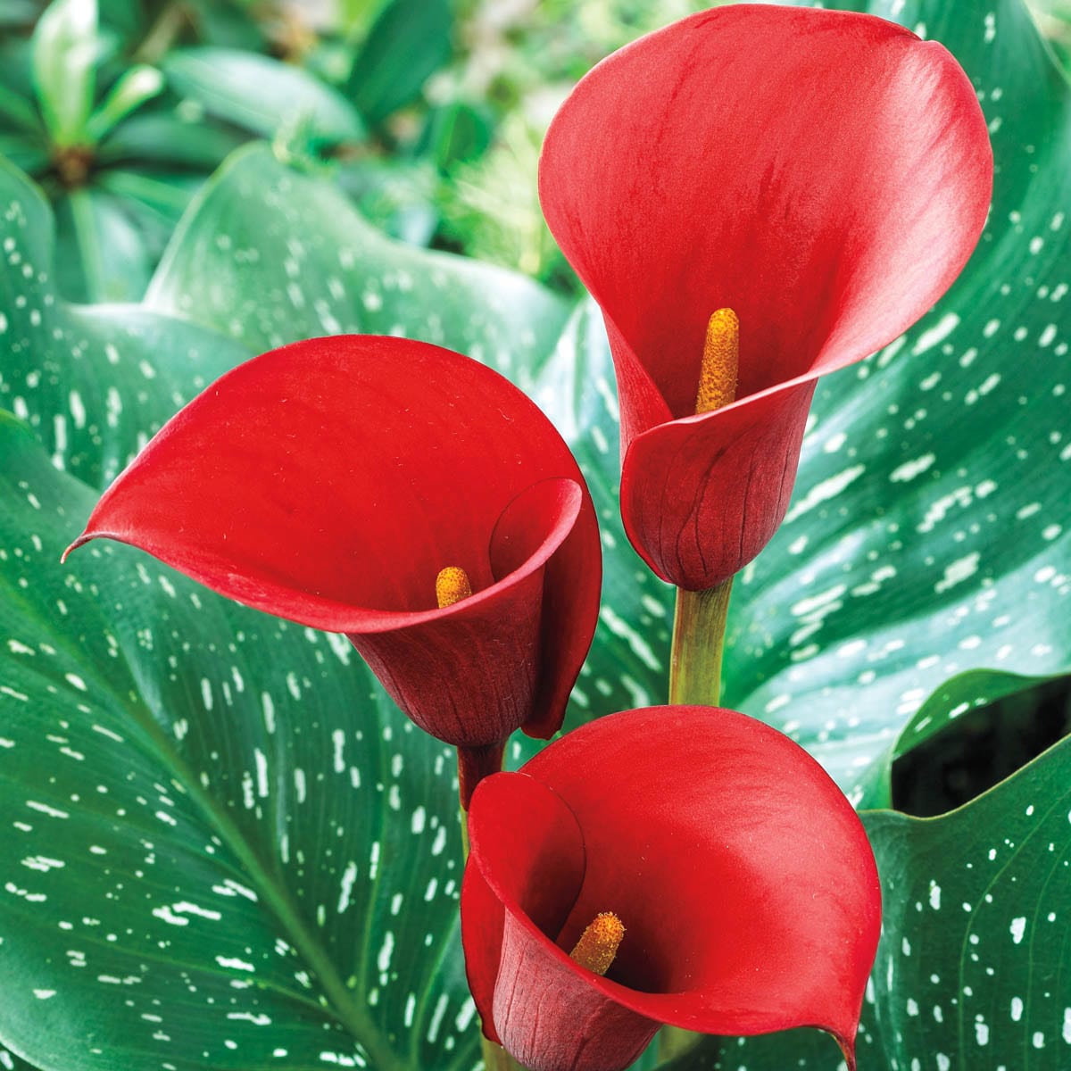 Breck's 90392 Red Red Alert Calla Lily Dormant Flower Bulbs 5 Pack