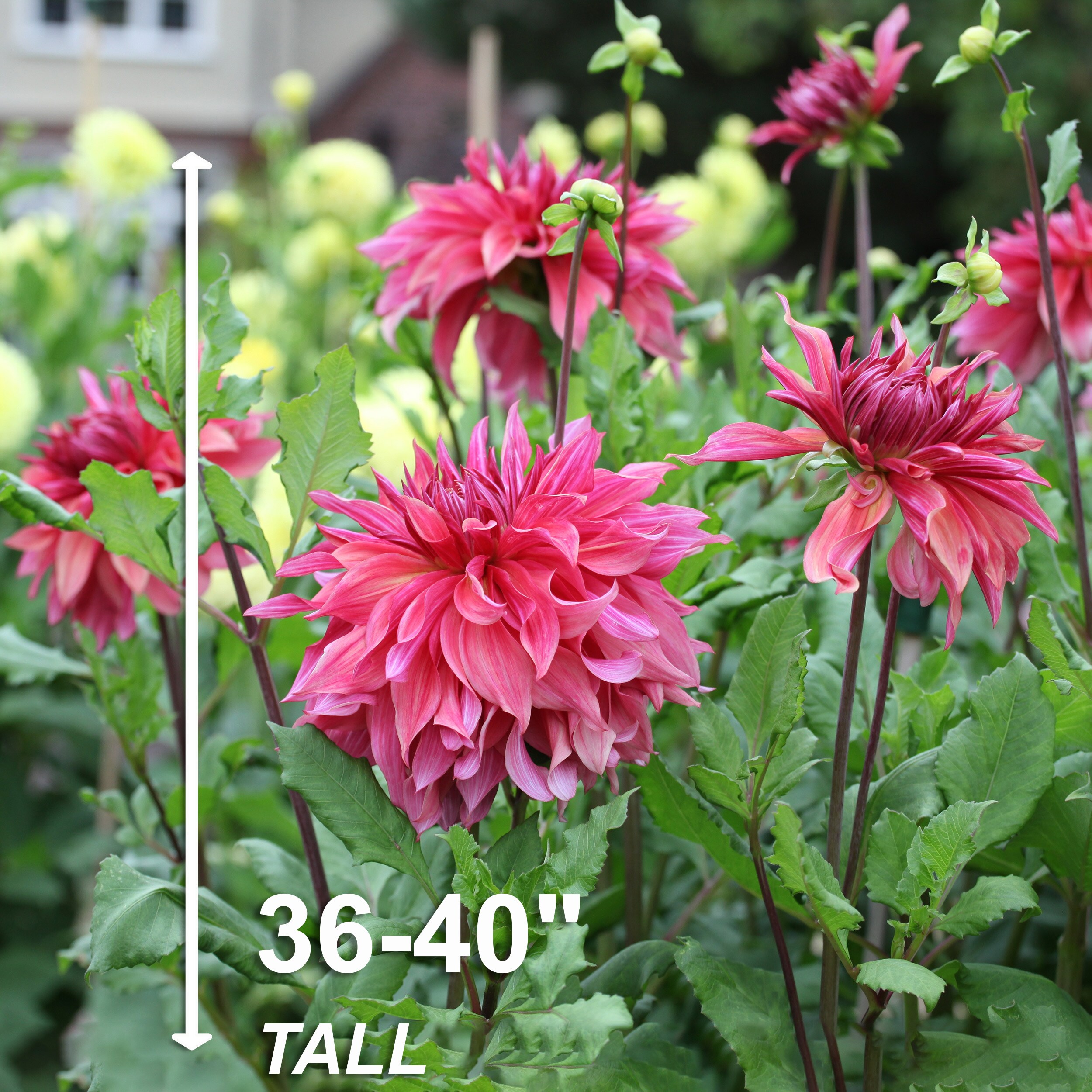 Garden State Bulb ECS-70-08-02 Plant-Bulbs - View #3