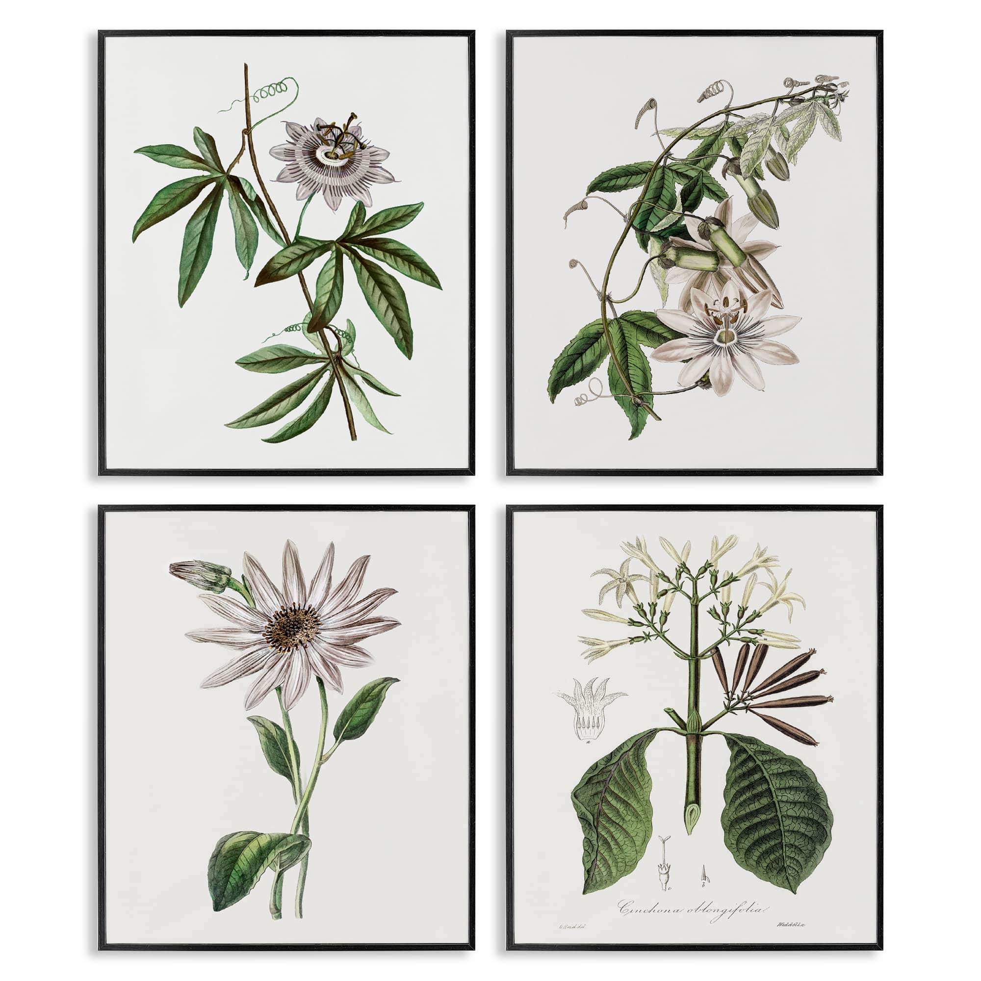 Stupell Industries A4-258-WFR-4PC-11X14 Various Vintage Botanicals 4pc Framed Giclee Set Design by CAD Design