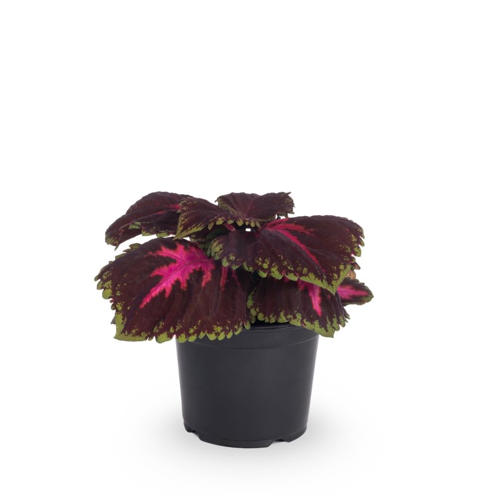 Lowe's 846682 Multicolor Coleus in 2.5-Quart Pot
