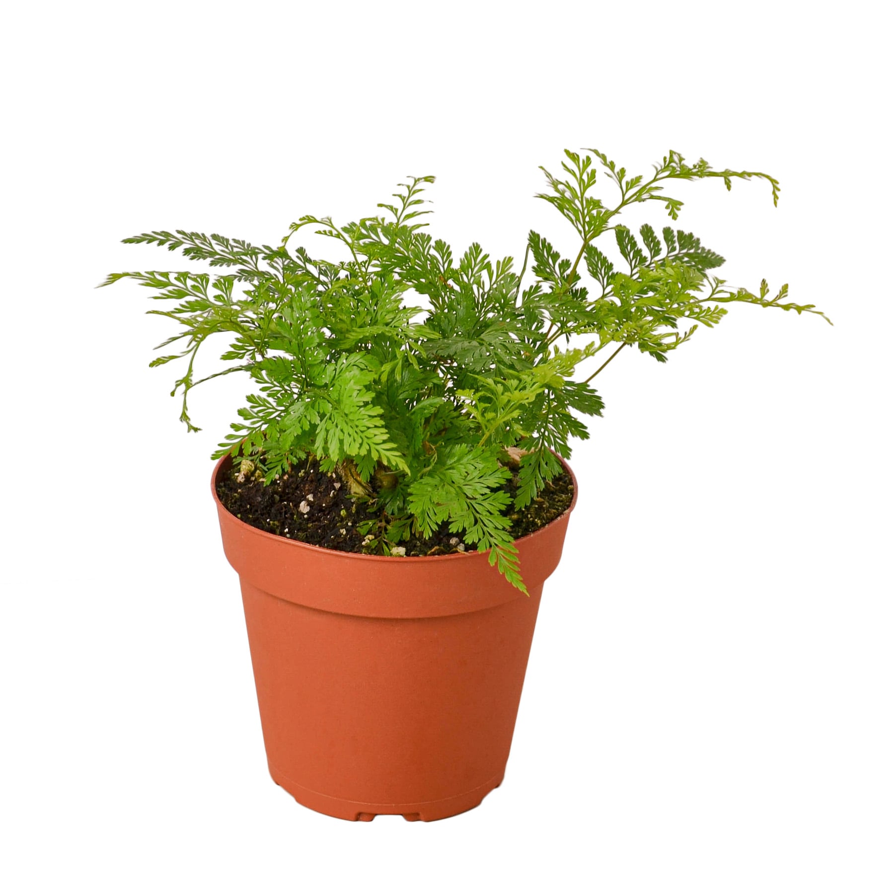 House Plant Shop 103 Green Rabbit Foot Fern House Plant in 1-Pack Pot