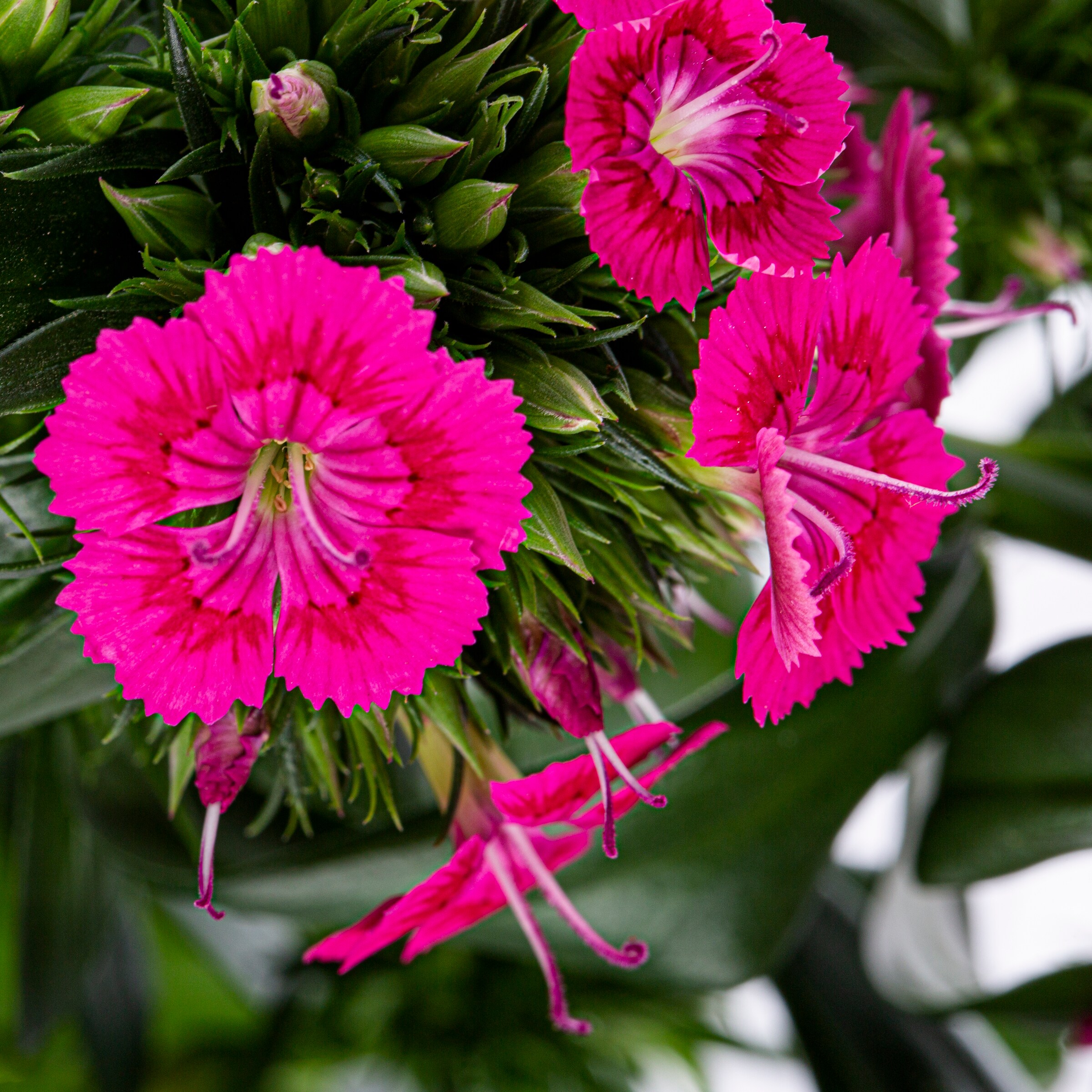 2 -Quart Pink Jolt Pink Dianthus 1 -Pack in the Perennials