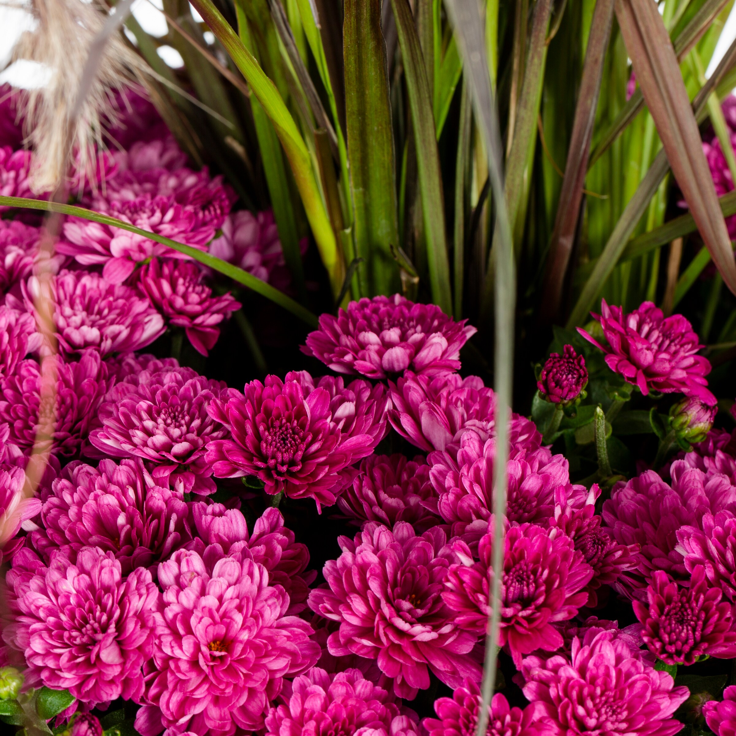 Purple Mum in 3-Gallon Planter in the Annuals department at Lowes.com