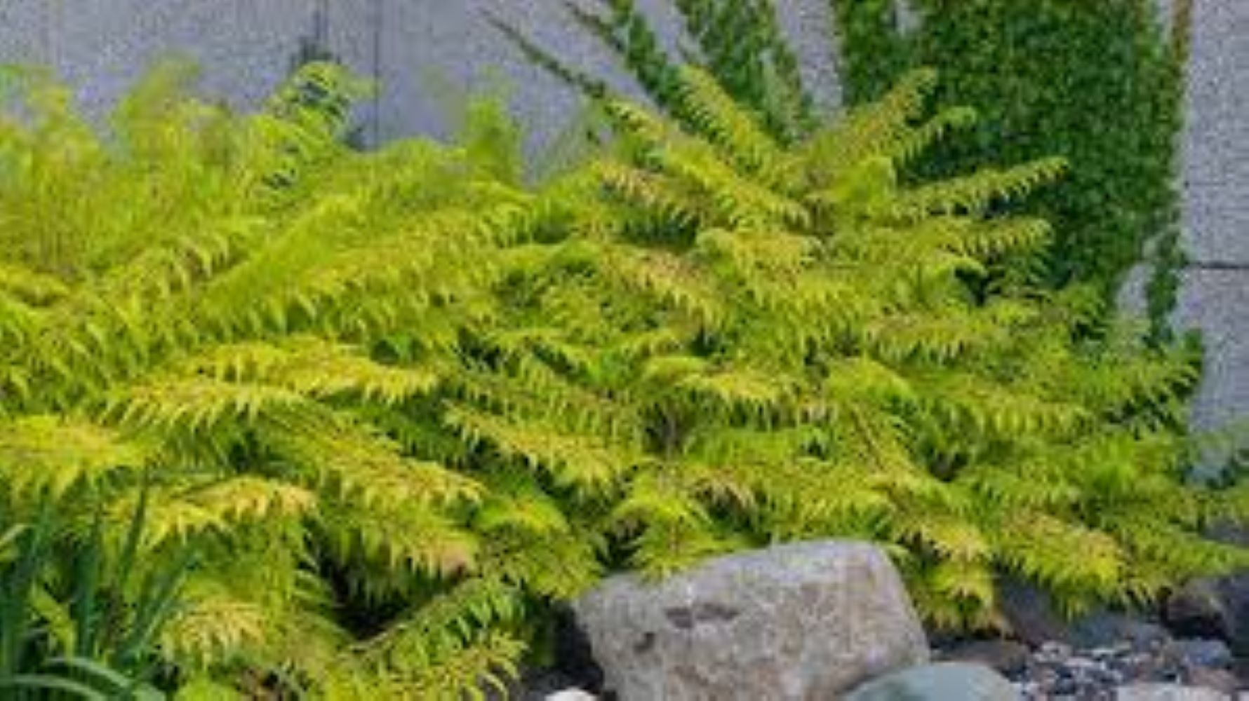 Lowe's NURSERY shrubs - View #2
