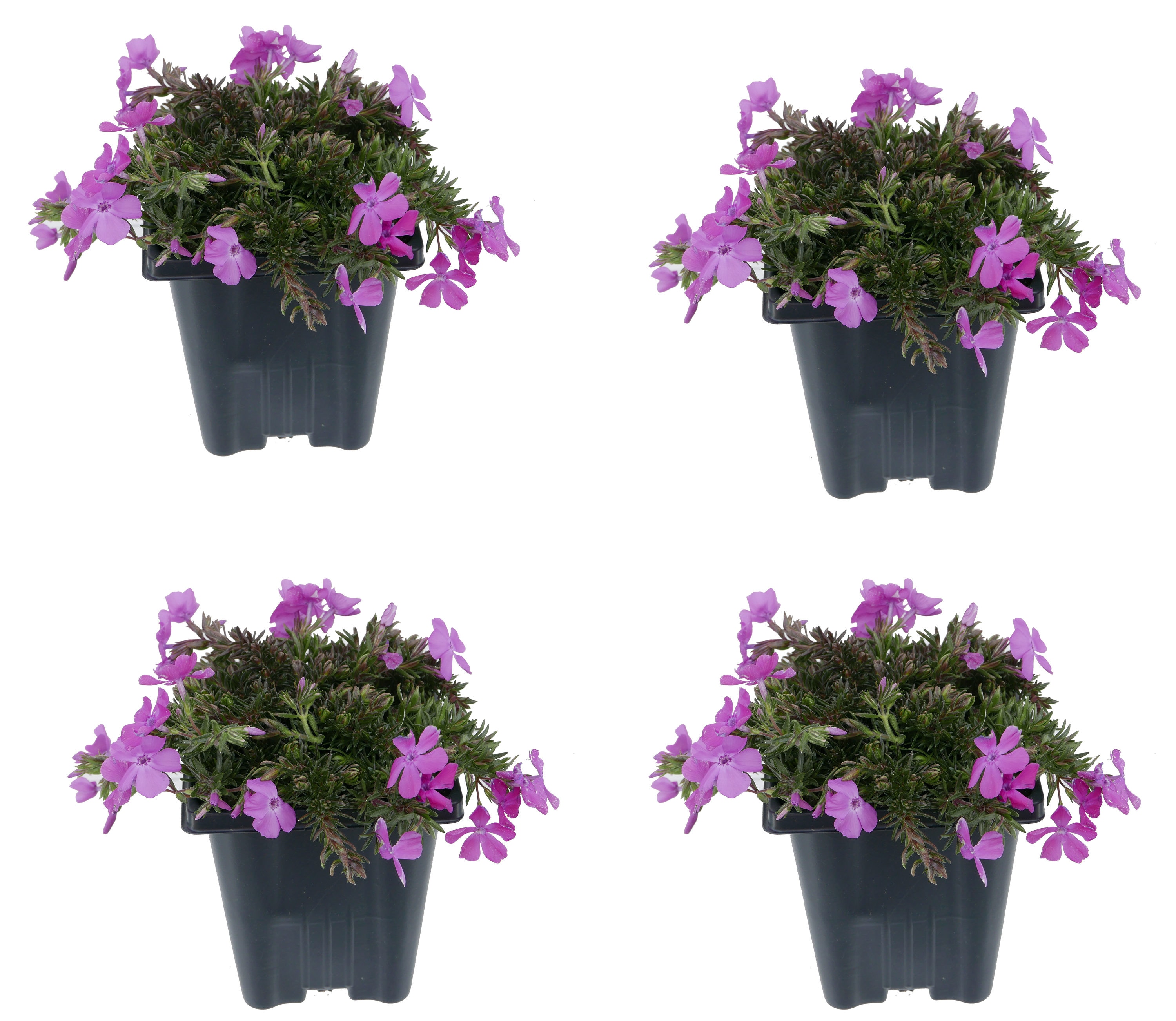 Pink Creeping Phlox Plant in 1-Quart Pot 4-Pack in the Perennials ...