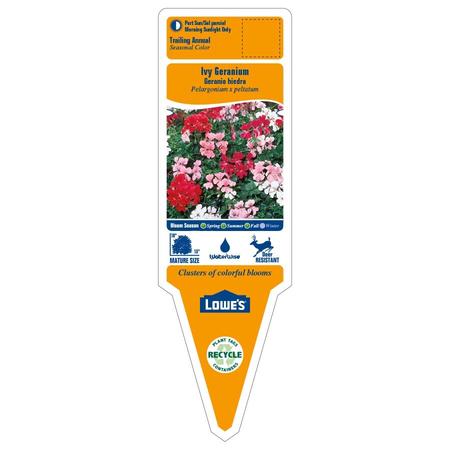 Lowe's NURSERY annuals - View #2