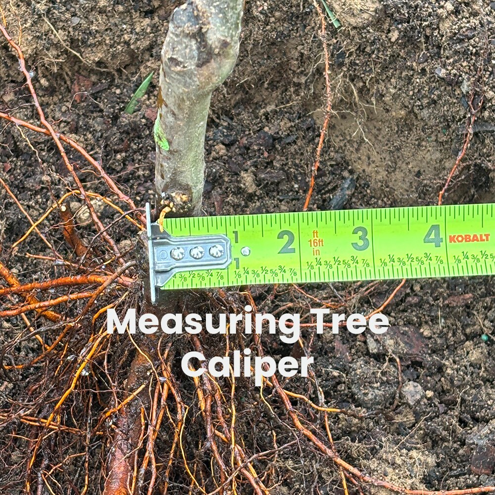 Roots 2756752 plantcare - View #5