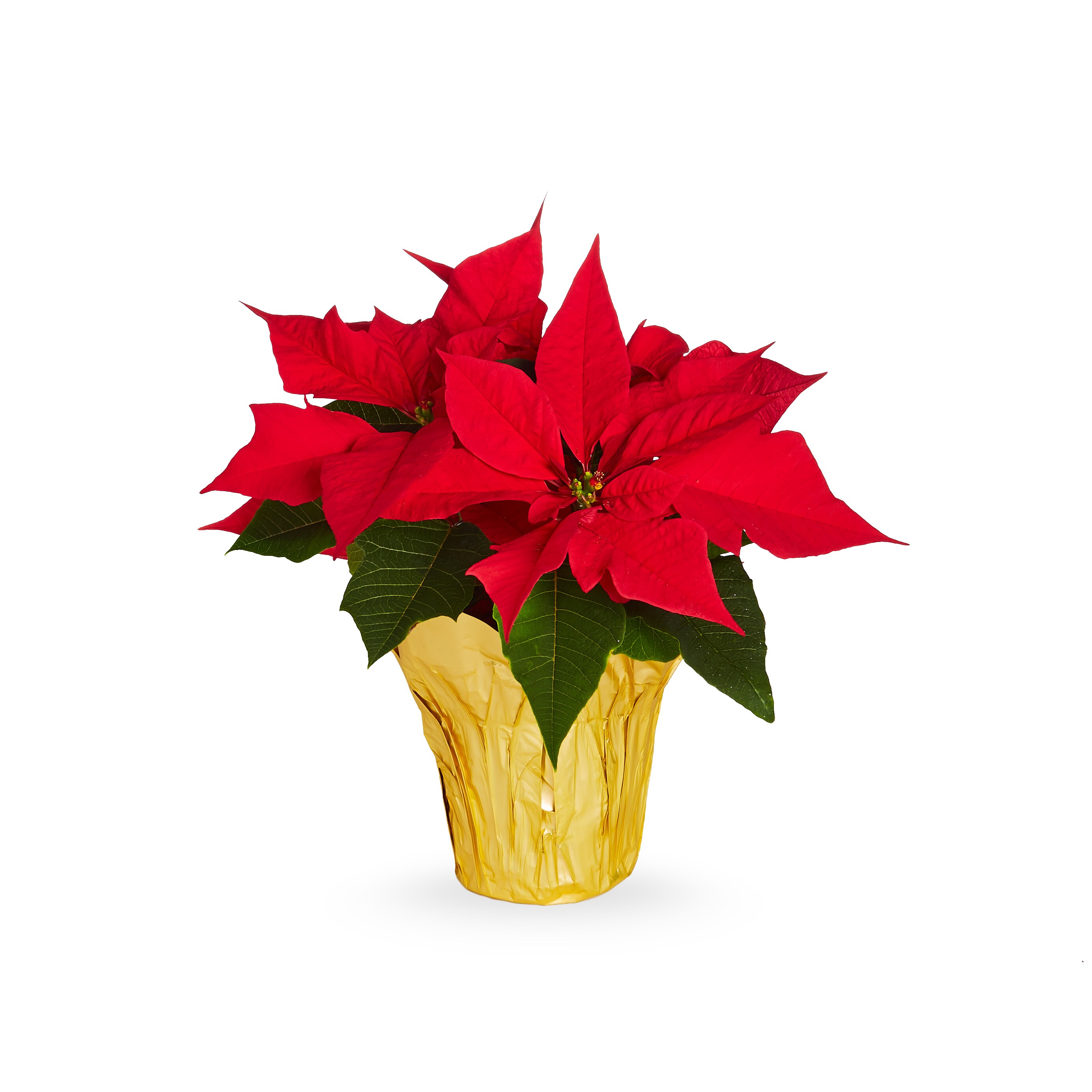 Holiday Living 1-8502 Multicolor Poinsettia in 1-Pint Pot