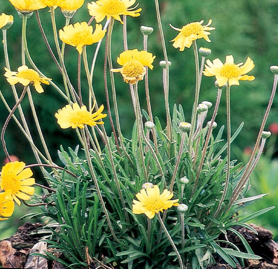 Angelita Daisy Part sun Perennials at Lowes.com