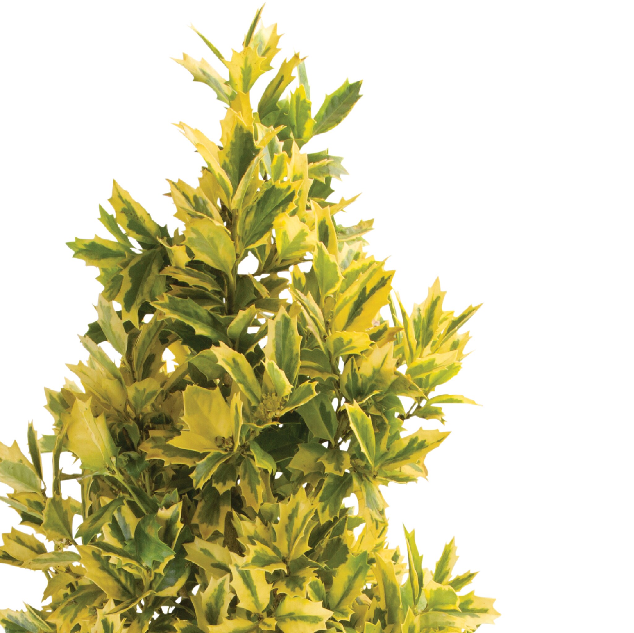 Lowe's 30205 shrubs - View #2