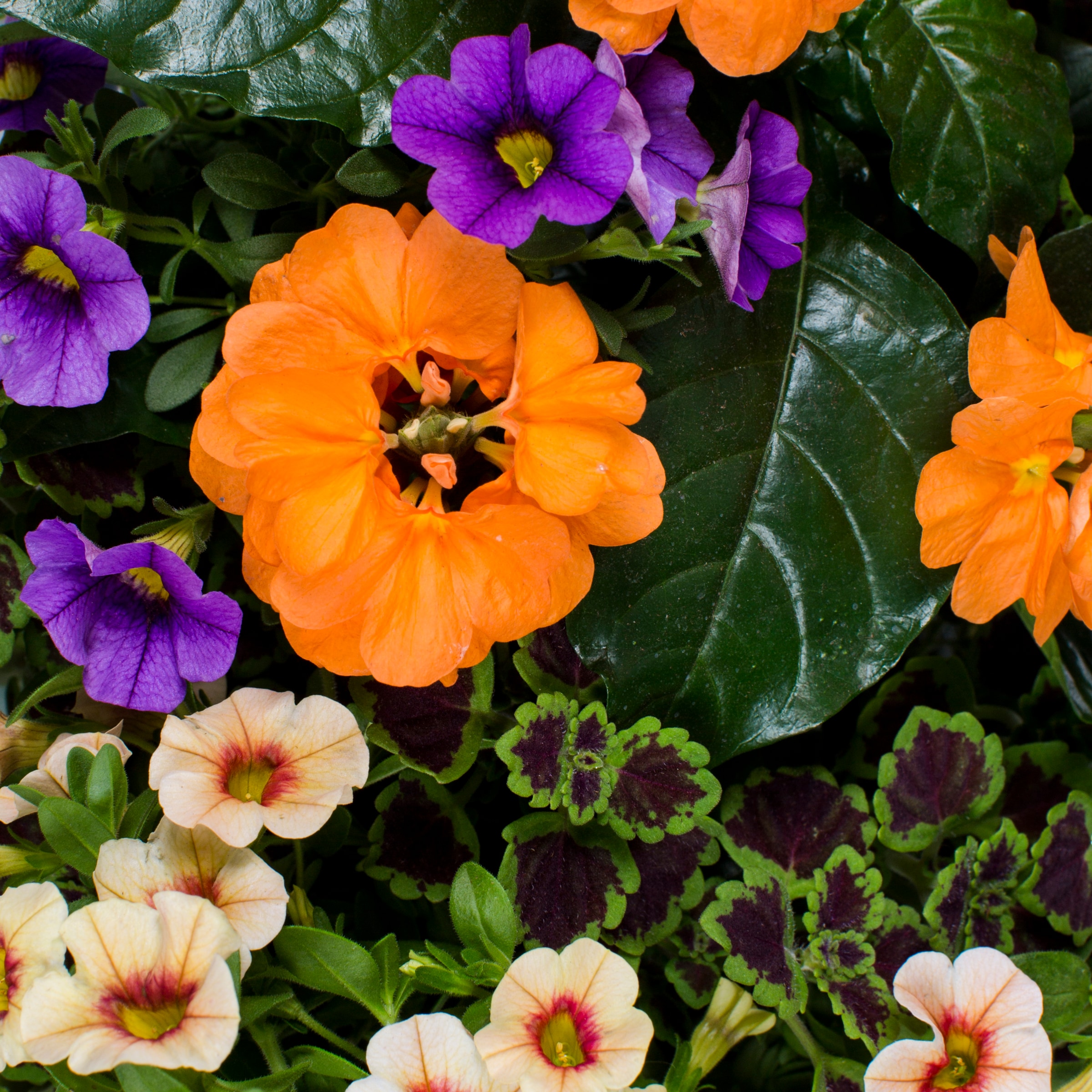 Ready Refill NURSERY annuals - View #2