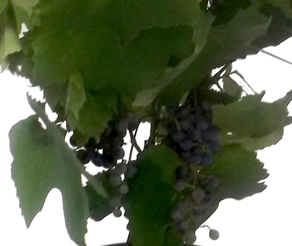 Ruby Seedless Grape, Vitis vinifera 'Ruby Seedless', Monrovia Plant