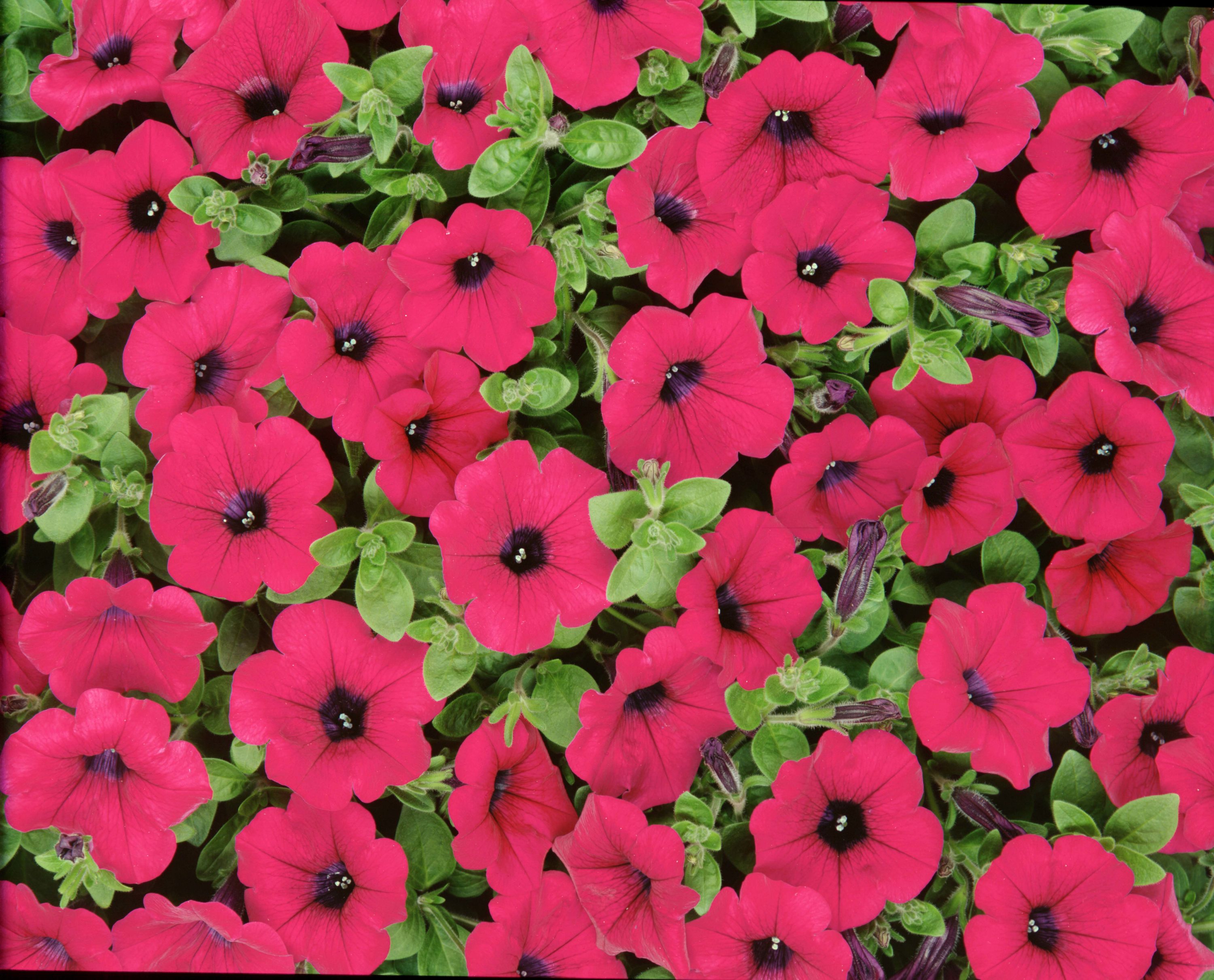 Lowe's Multicolor Petunia in 1-Quart Pot at Lowes.com