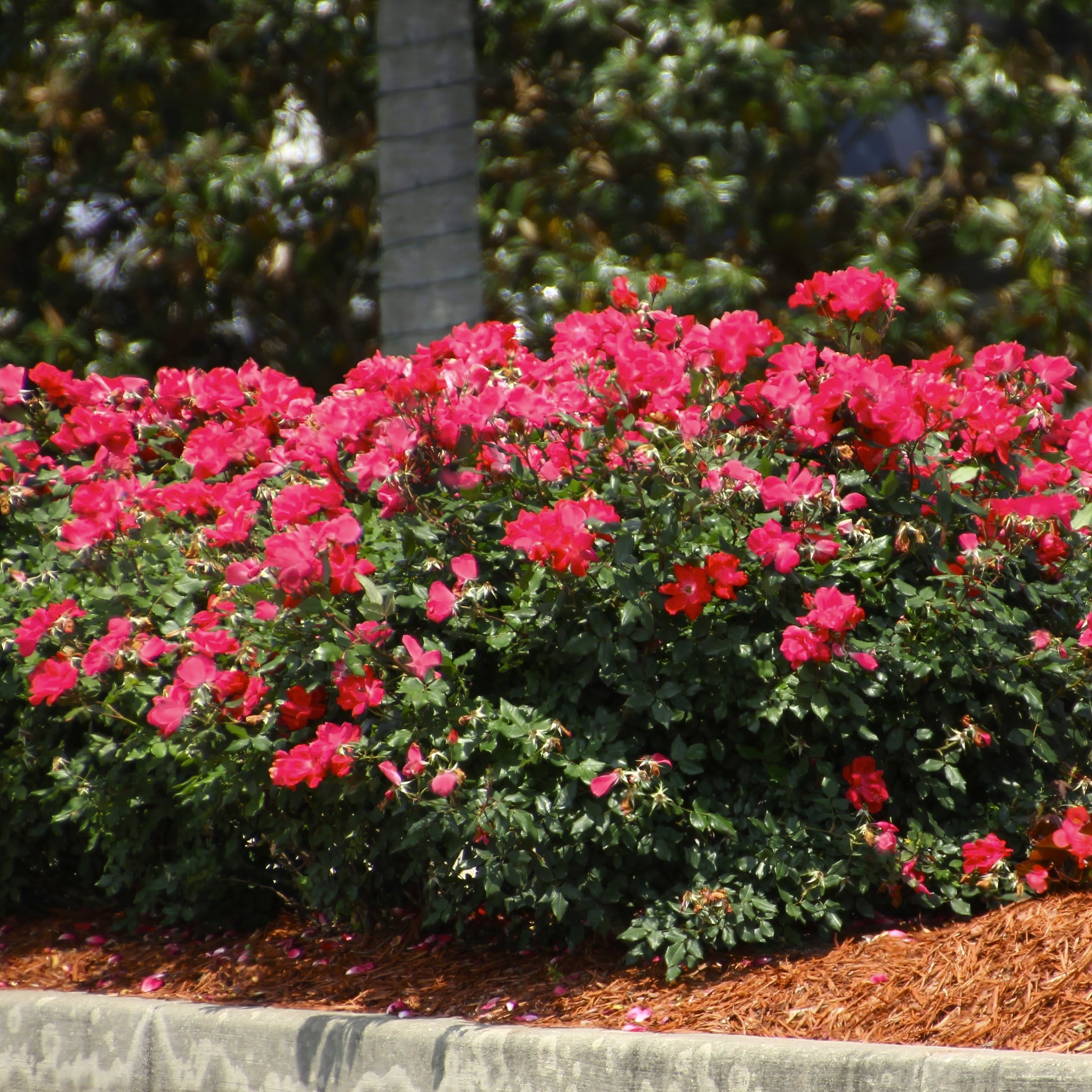 National Plant Network LW1792 roses - View #4