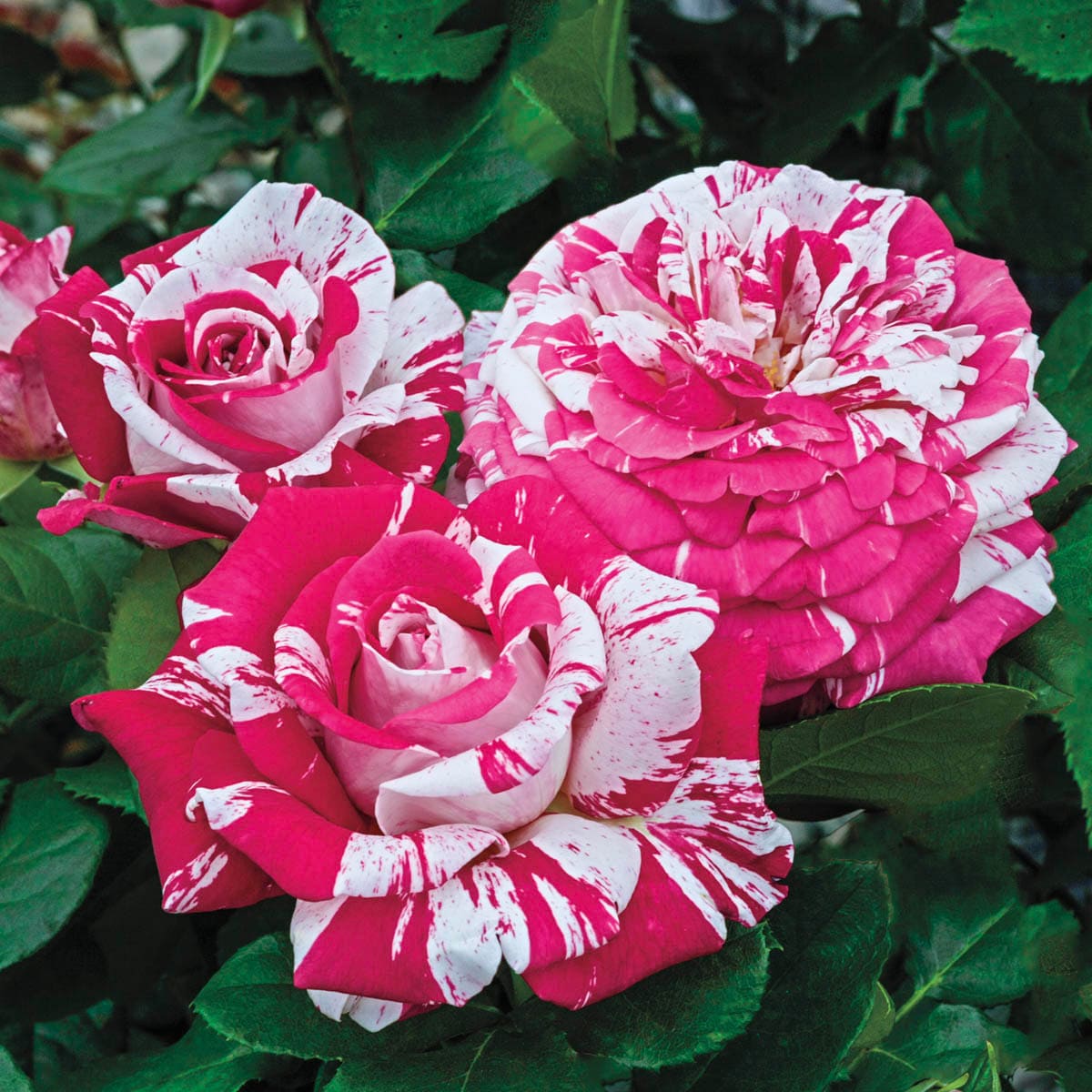 Spring Hill Nurseries 85040 Multicolor Flowering Neil Diamond Dormant Hybrid Tea 1 -Pack 1.0 -Pack in Bare root