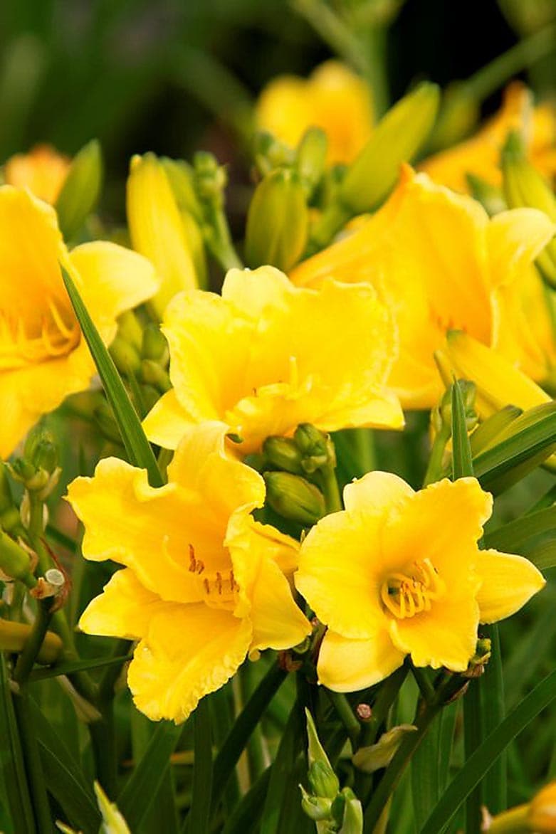Monrovia 040511 Yellow Happy Returns Dwarf Daylily Plant in 3 -Quart Pot