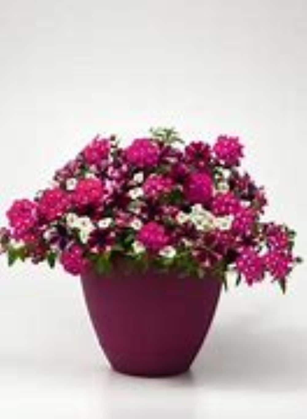 Lowe's NURSERY Multicolor Mixed Annuals in 3 Gallon(s) Planter 6 -Pack