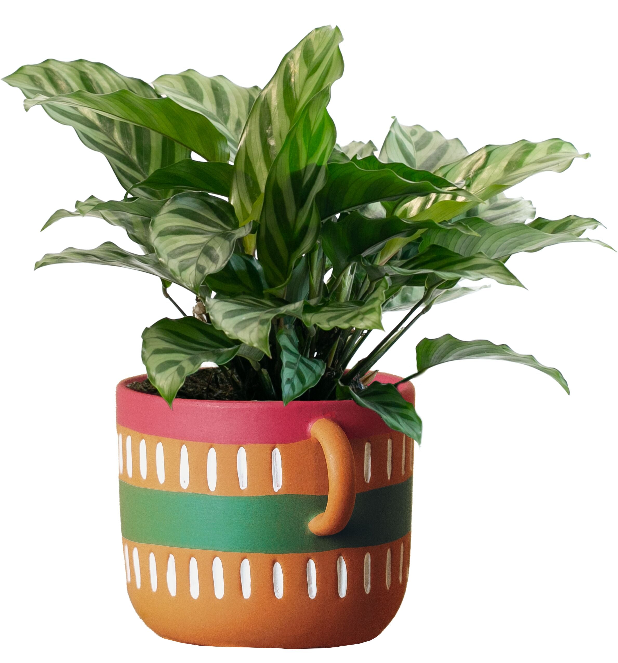 LiveTrends ASB07596 Brilla House plant in 12 Ounce(s) Pot 1 -Pack