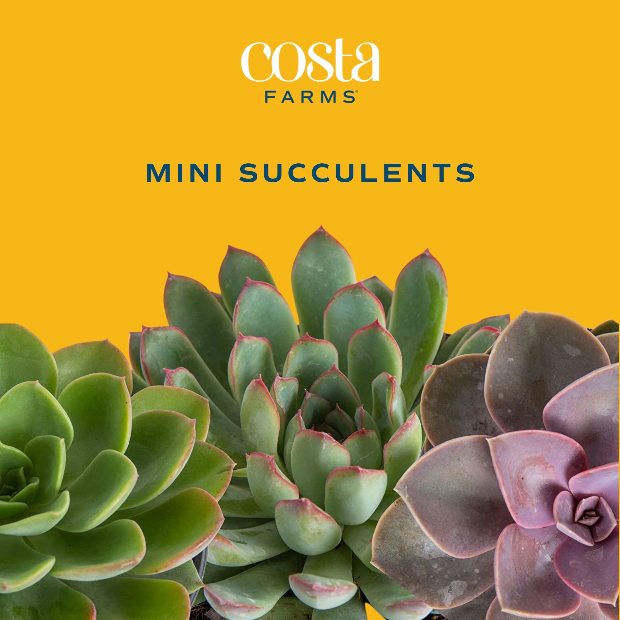 Costa Farms CO.MNSC.1.10PK Cacti-Succulents - View #2