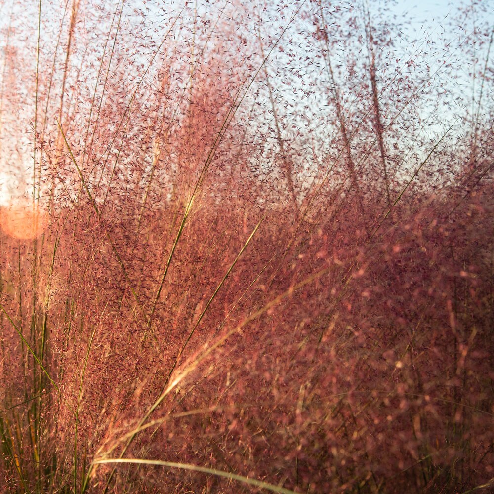 Flowerwood 41433FL-2 Ornamental-Grasses - View #2